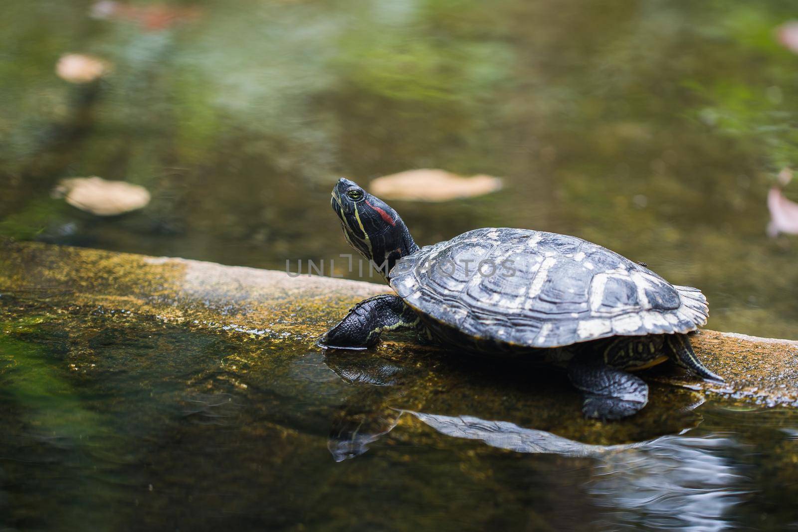 A small red-eared turtle in a pond.