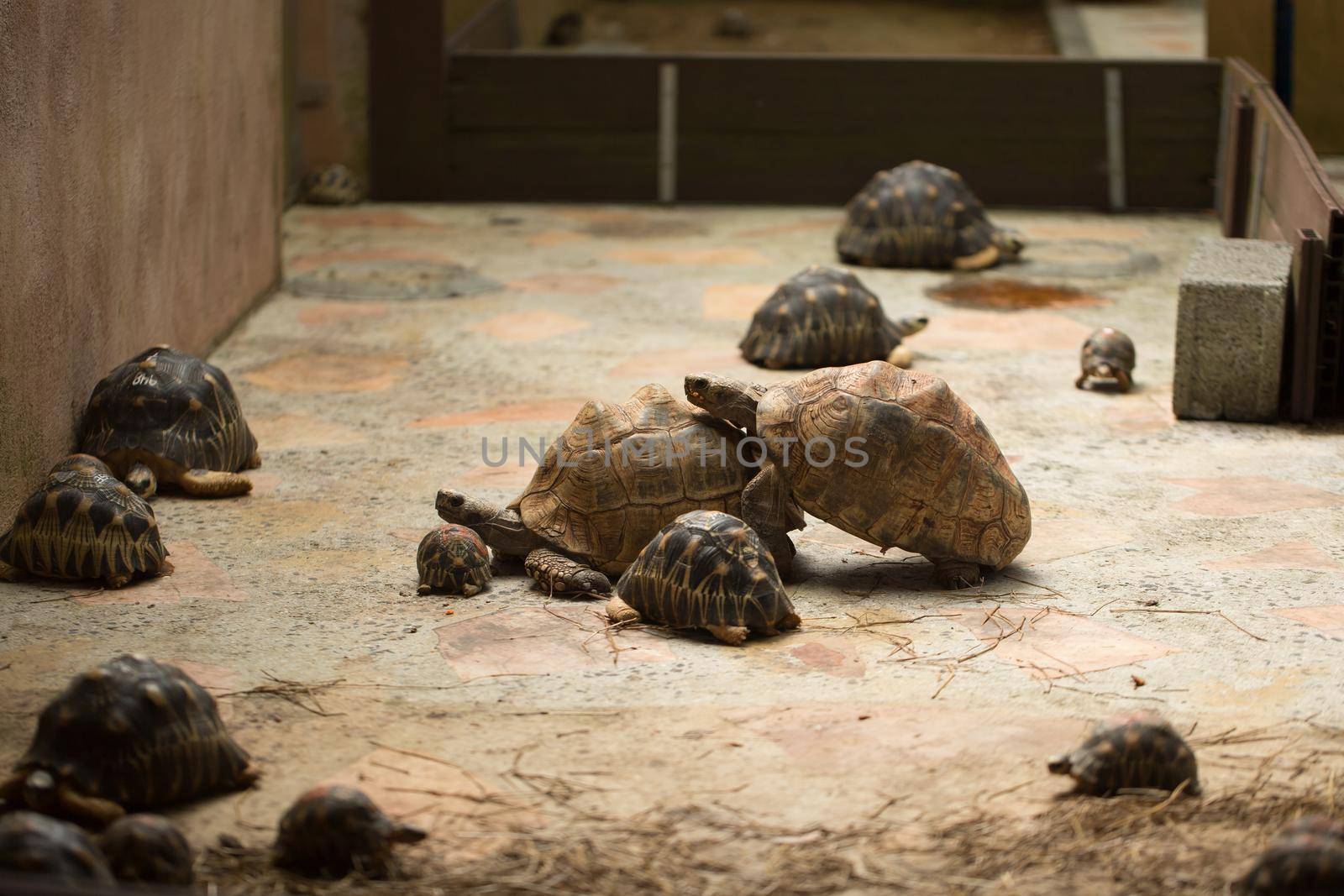 Huge Seychelles tortoises mating at the zoo.
