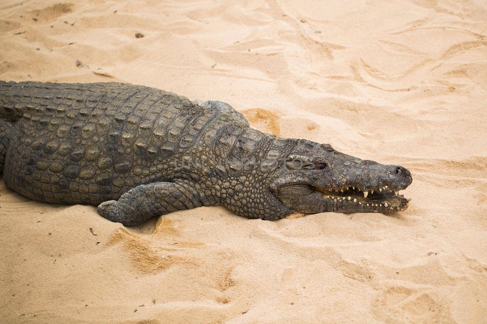 Crocodile on the sand in the zoo. by StudioPeace