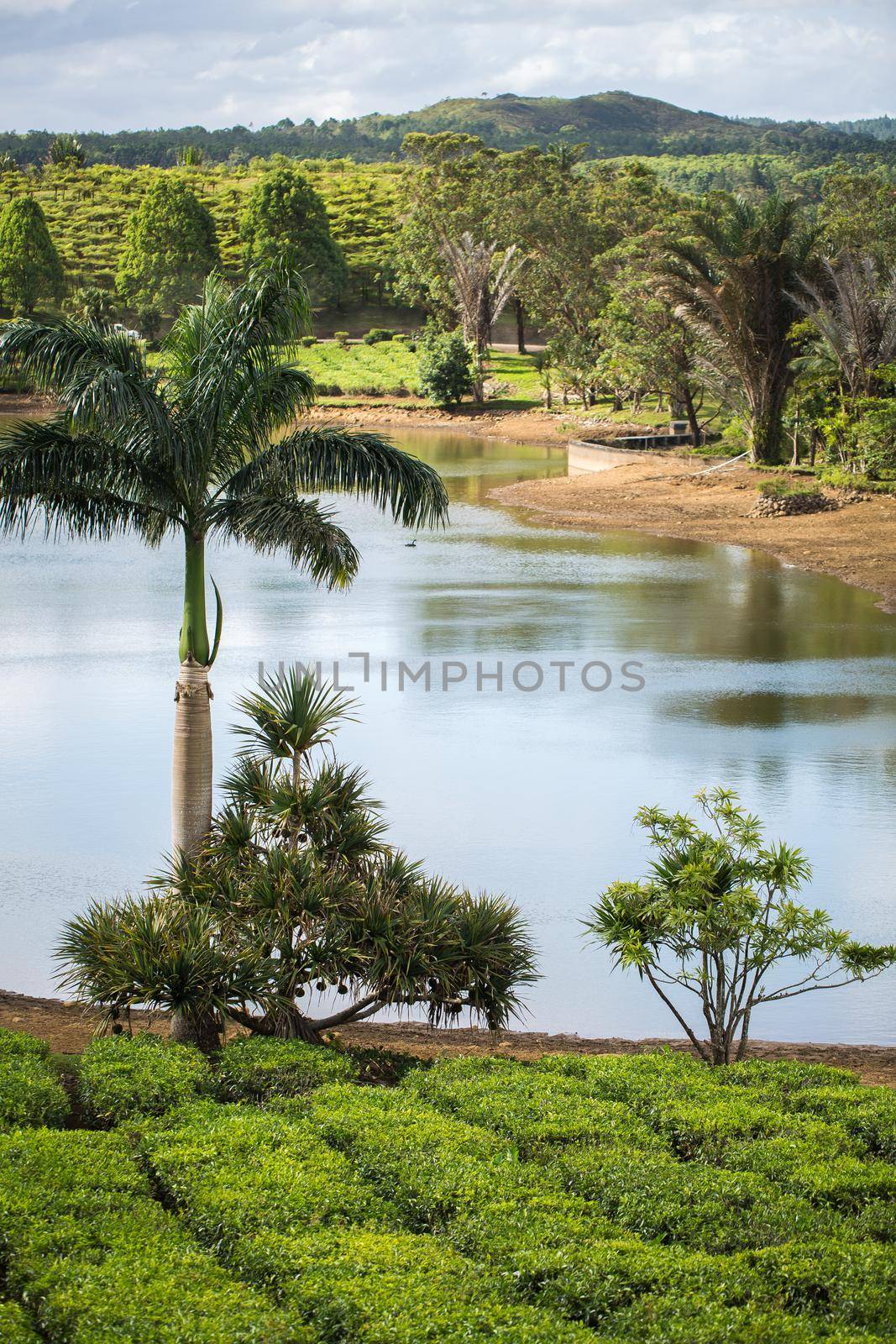 Views of tea plantation, a lake and palm trees.