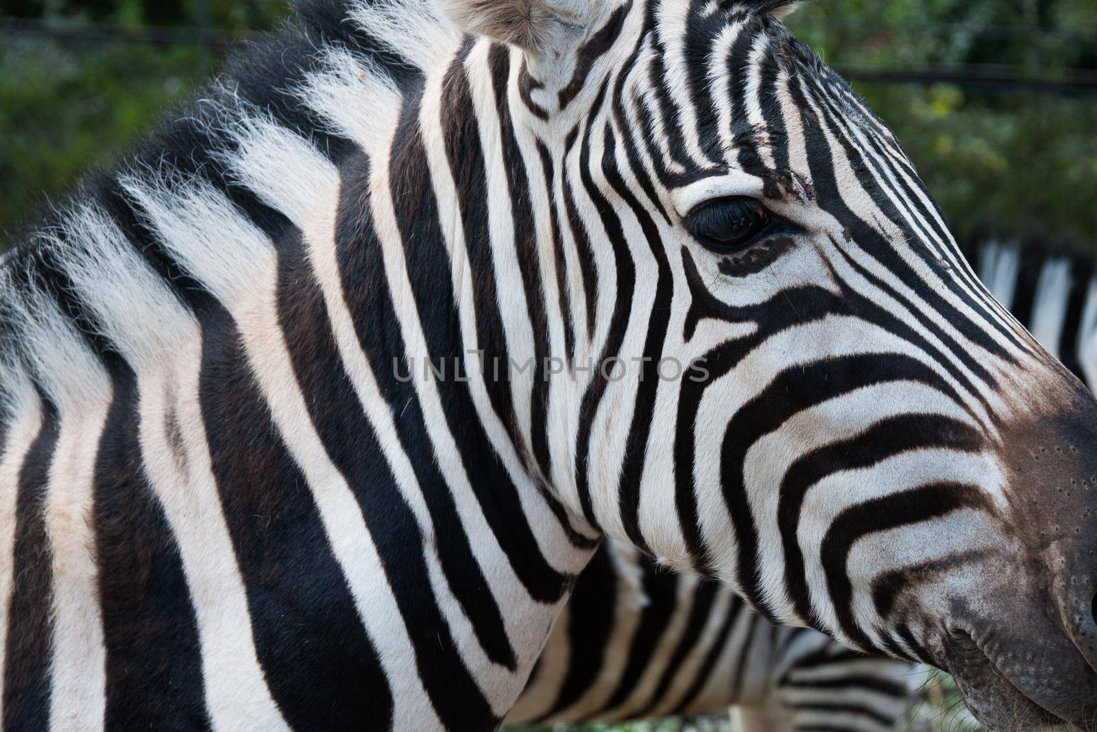 Close up of the face of a Zebra. by StudioPeace