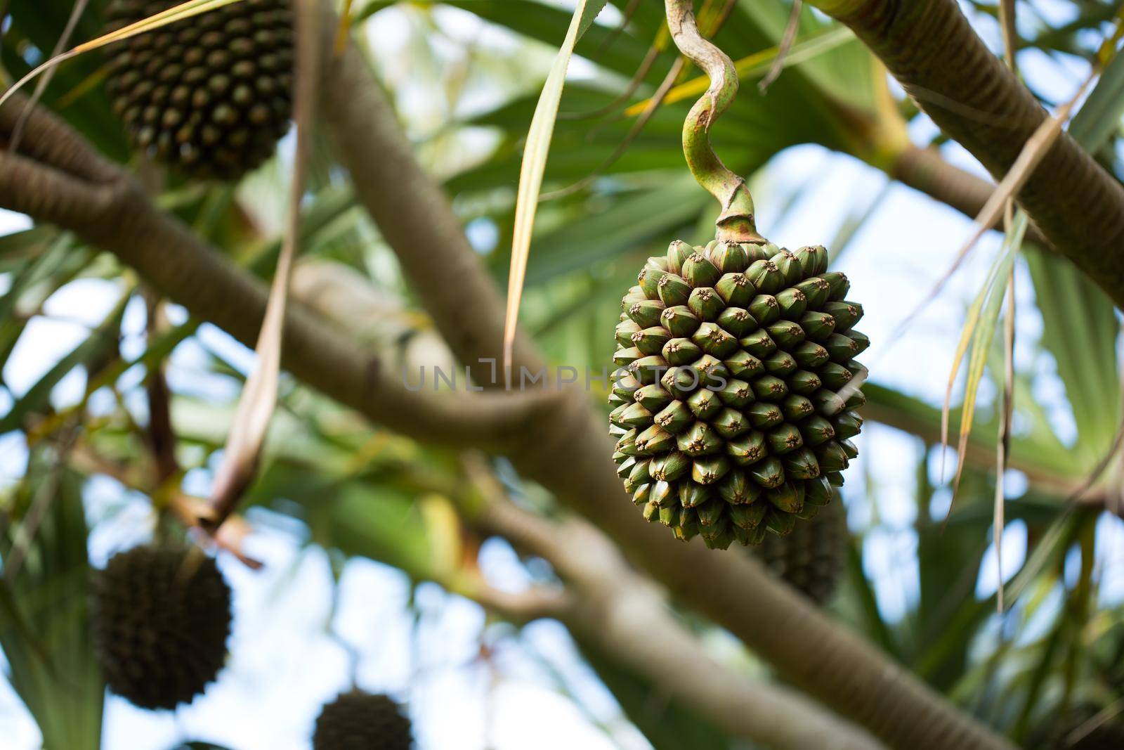 Pandanus fruits grow on a tree on the island.