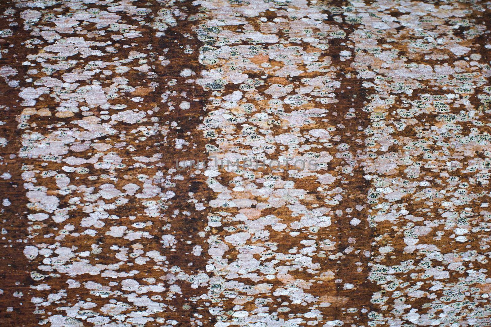 The texture of the bark of a palm tree in close-up.