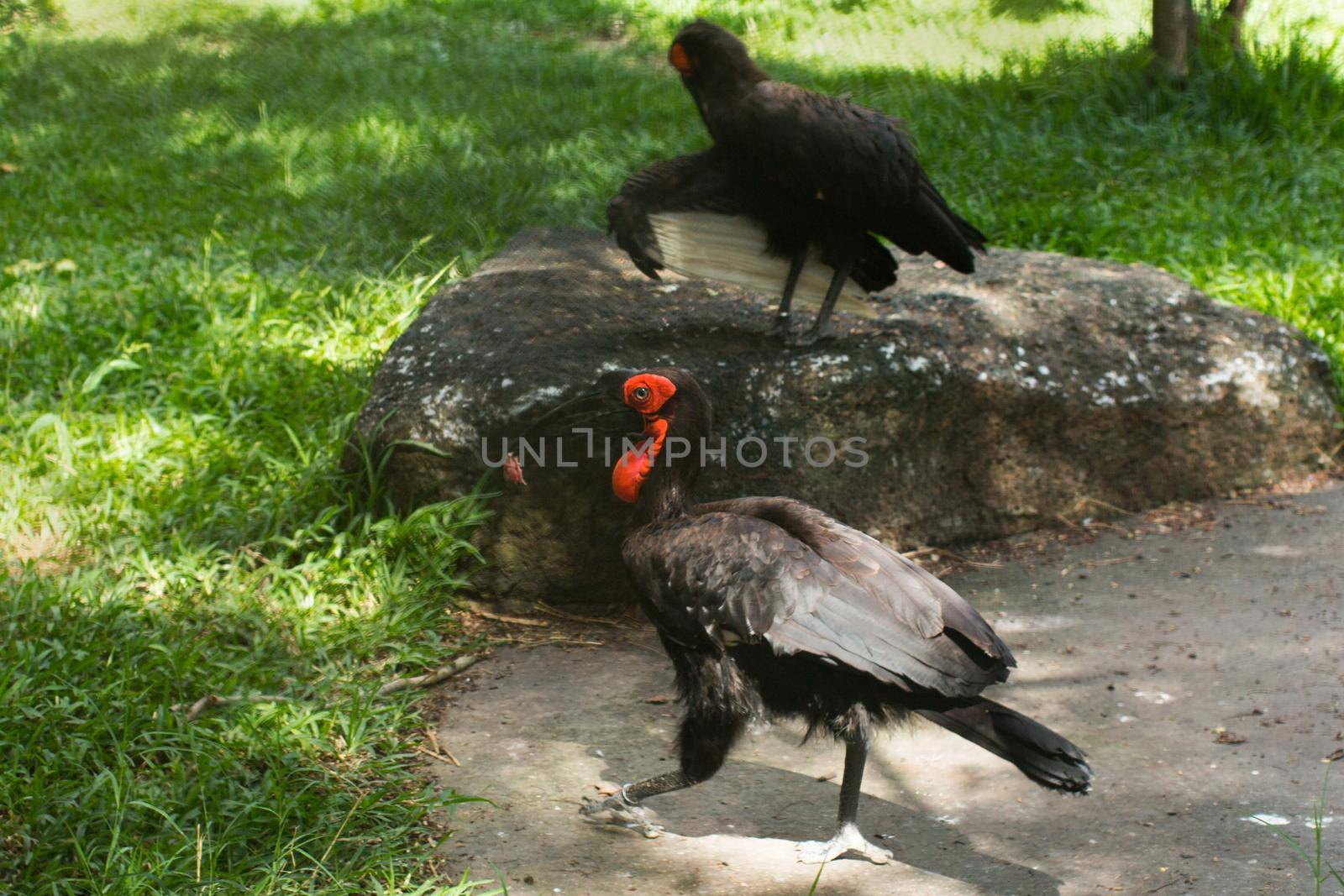 A bird in the zoo. The Red Book.