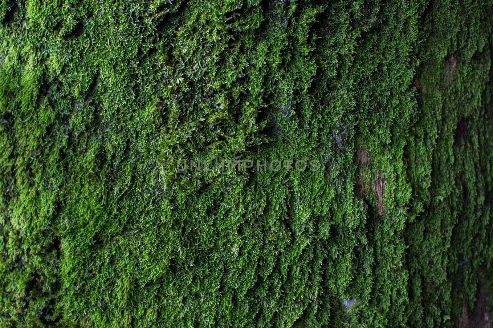 Moss texture. Moss background. Green moss on grunge texture, background