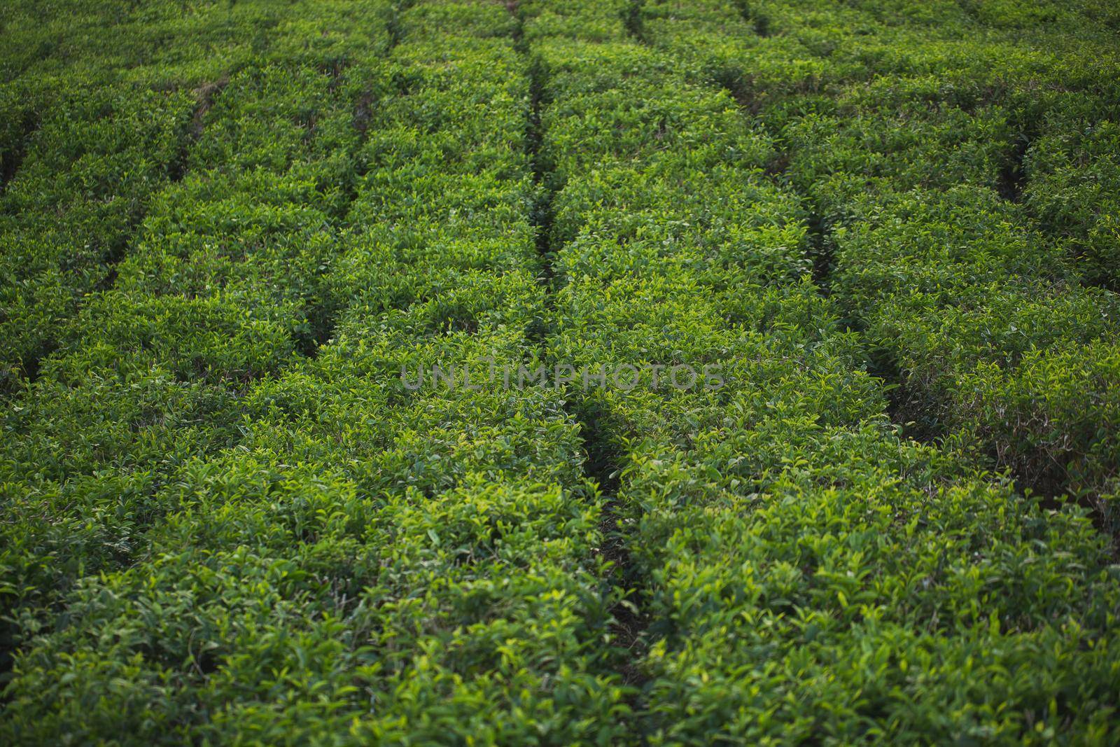 Tea plantation with tea leaves closeup with foggy mountains background, blue and green. by StudioPeace