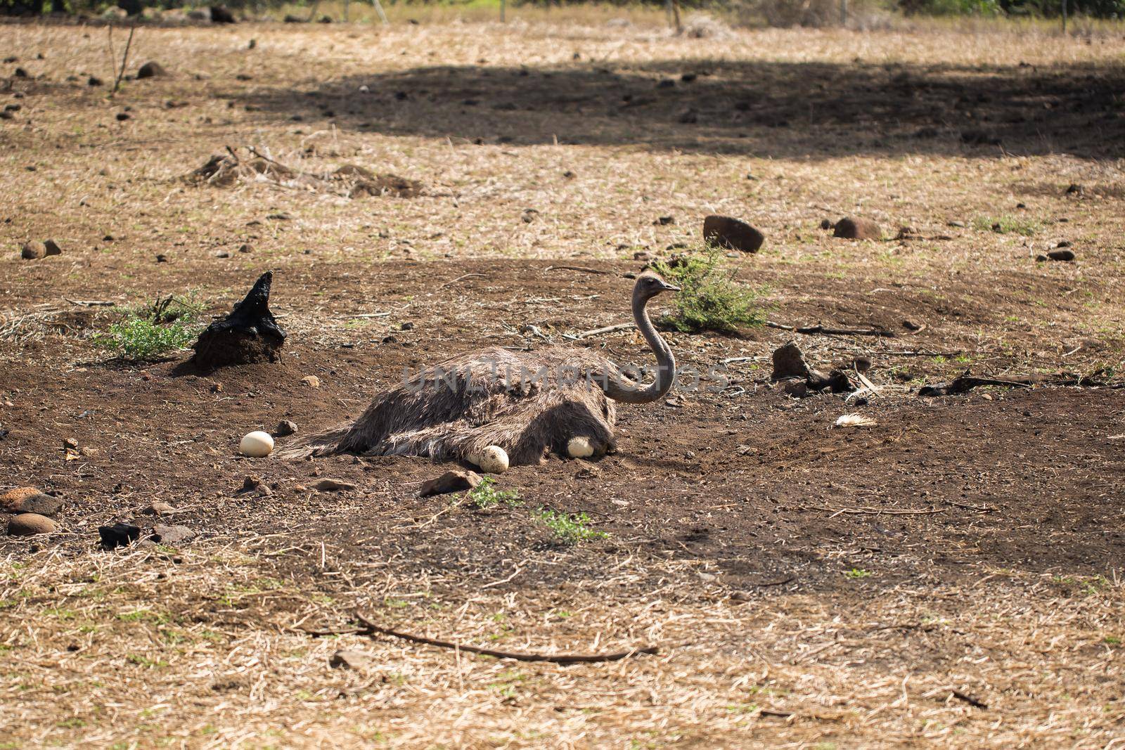 Ostrich incubates the eggs in the wild. Mauritius by StudioPeace