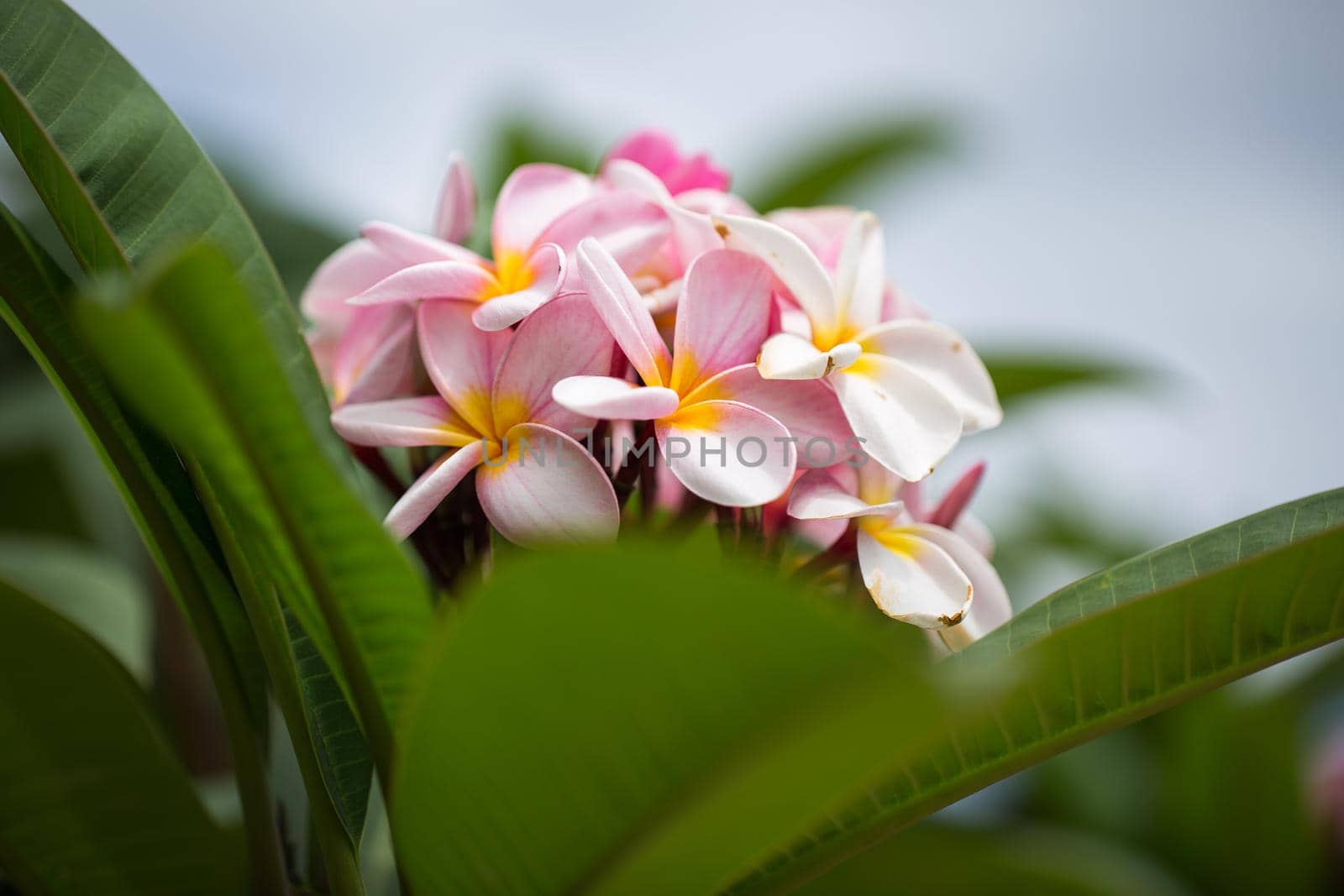 frangipani flowers Close up beautiful Plumeria. Amazing of Thai frangipani flowers on green leaf background. Thailand spa and therapy flower. by StudioPeace
