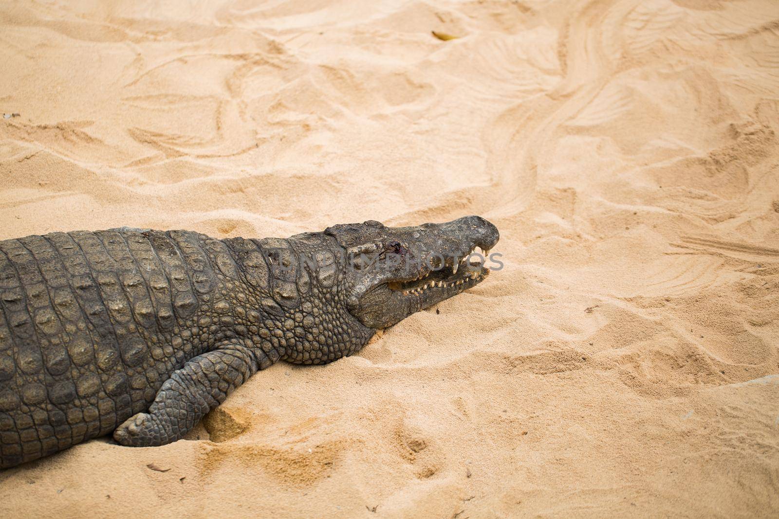 Crocodile on the sand in the zoo.