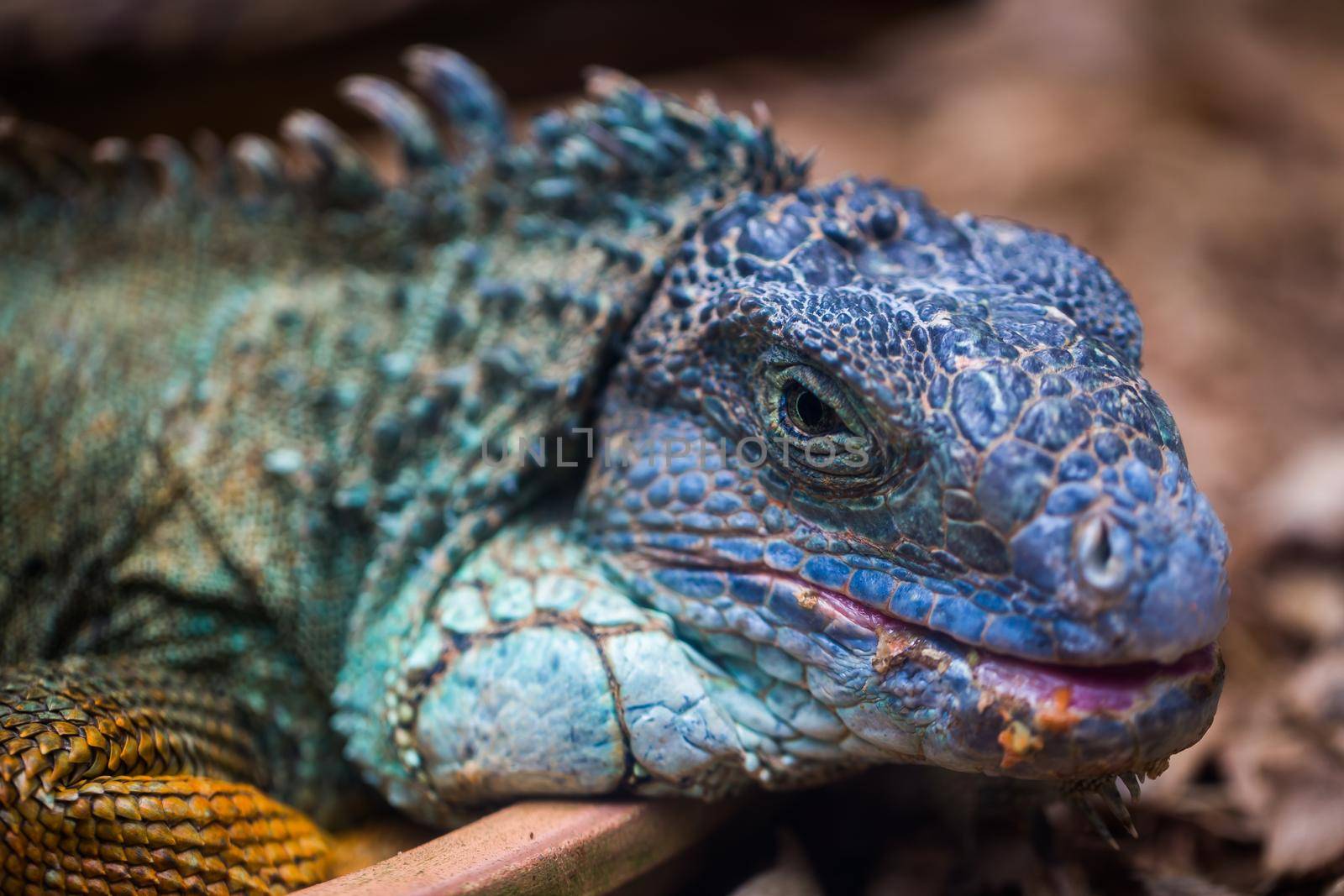 The blue iguana close-up in a terrarium.