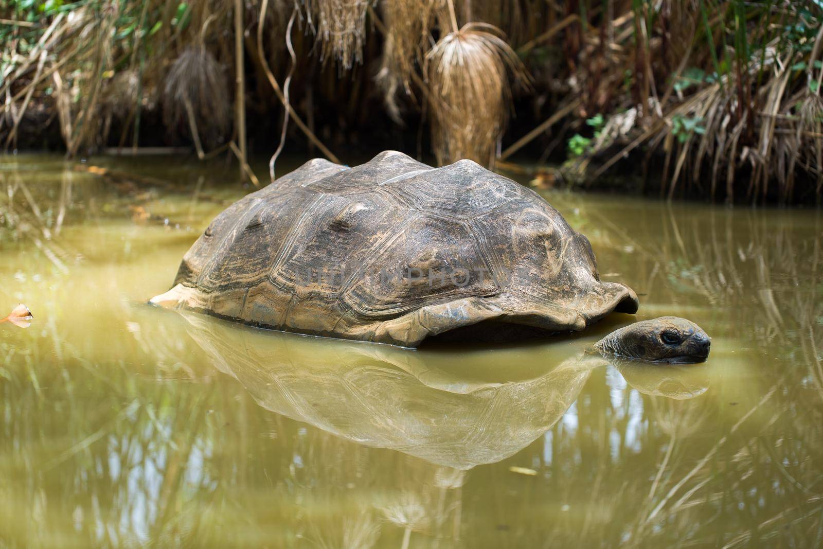 A large Seychelles turtle in a swamp by StudioPeace