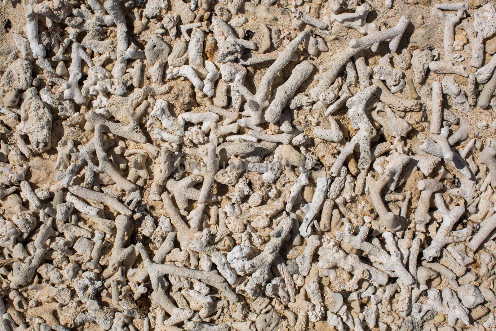 Background of coral fragments on the beach.