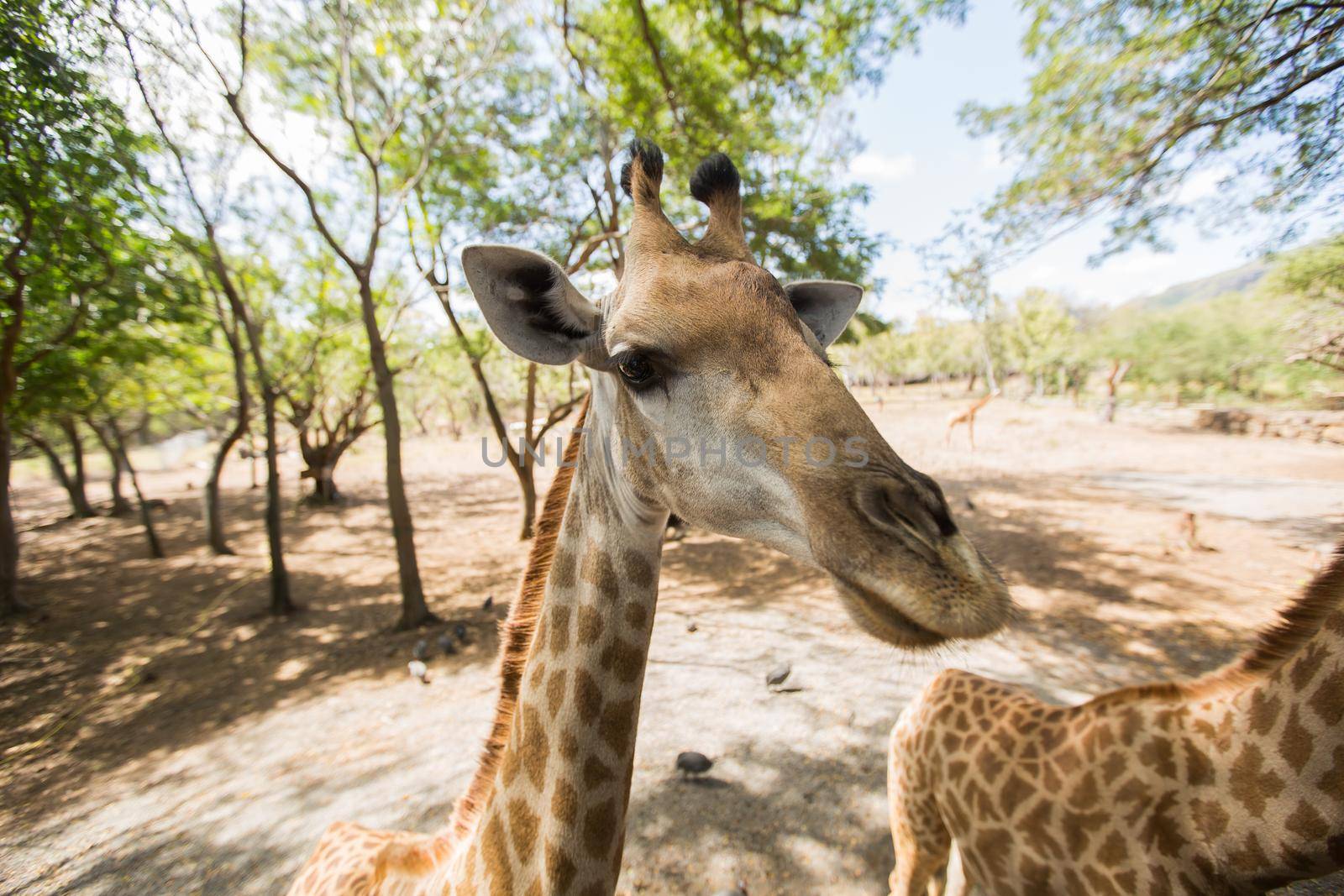 Reticulated giraffe close-up at the zoo. Mauritius by StudioPeace