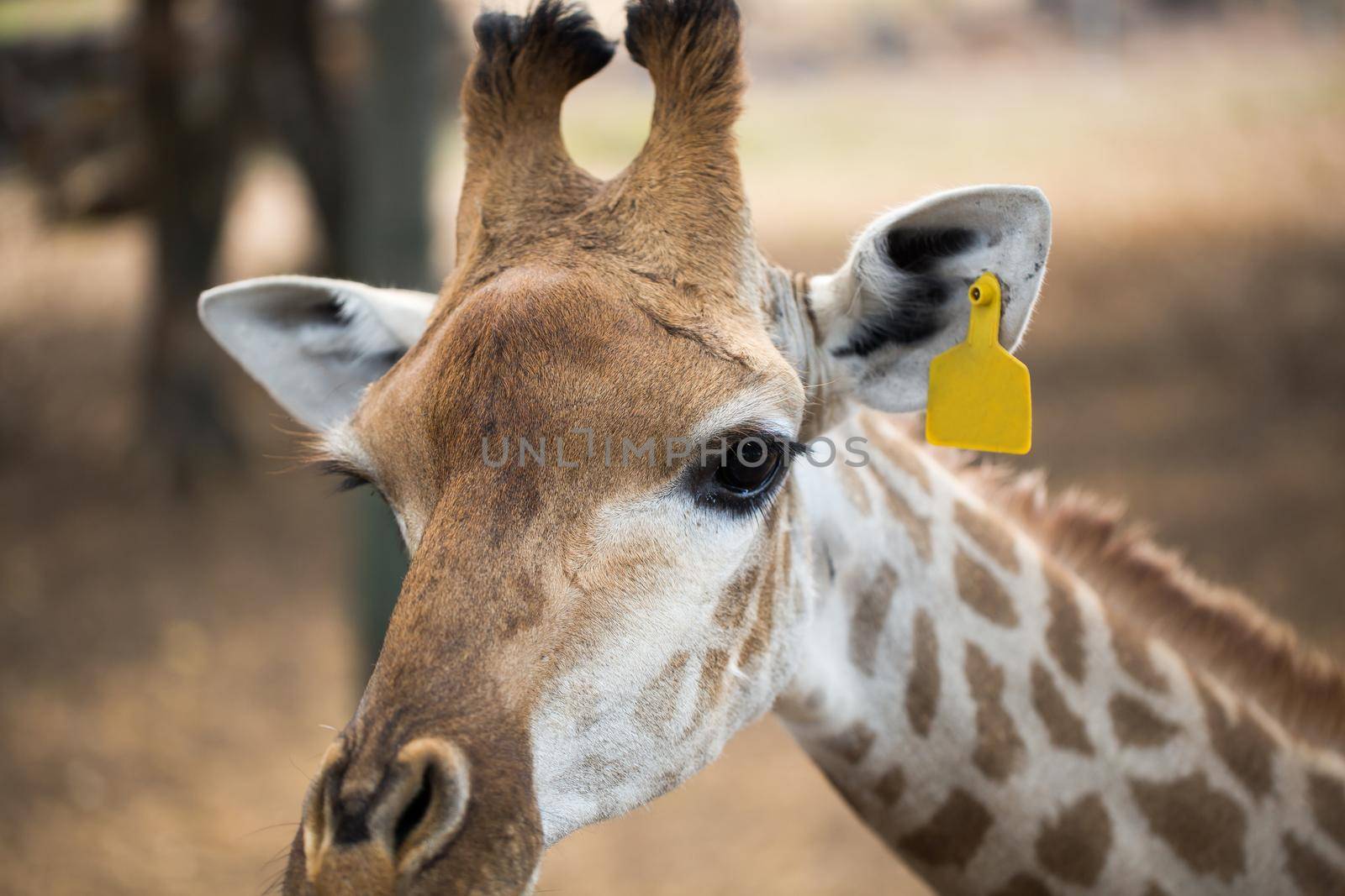 Reticulated giraffe close-up at the zoo. Mauritius by StudioPeace