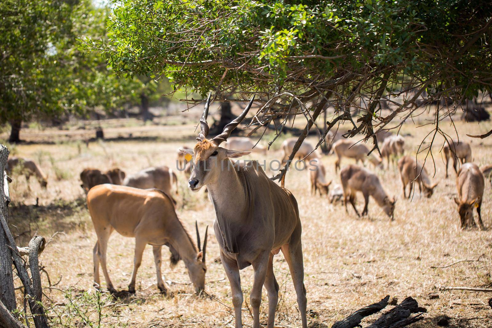 A herd of African deers in the wild. Mauritius by StudioPeace