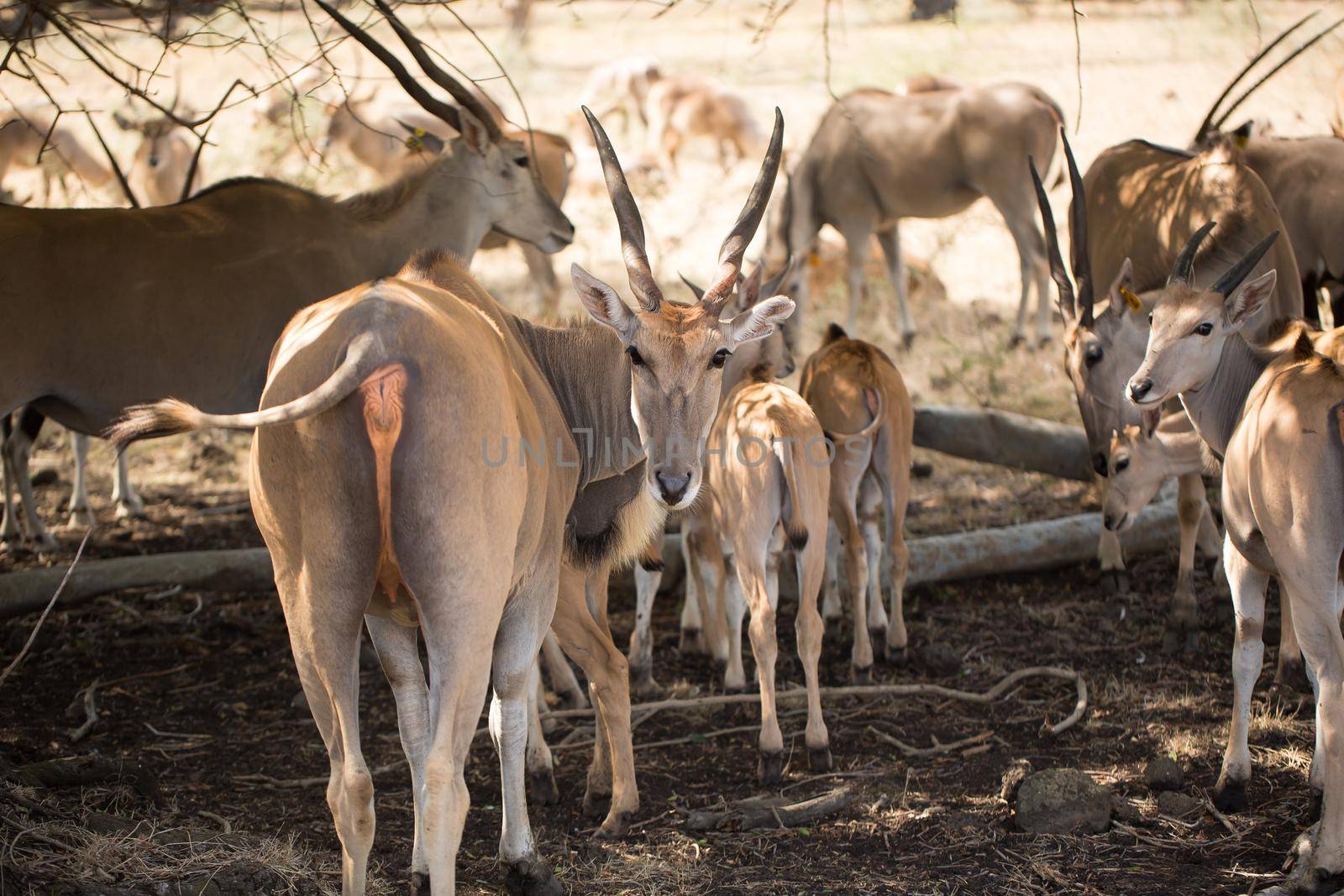 A herd of African deers in the wild. Mauritius by StudioPeace