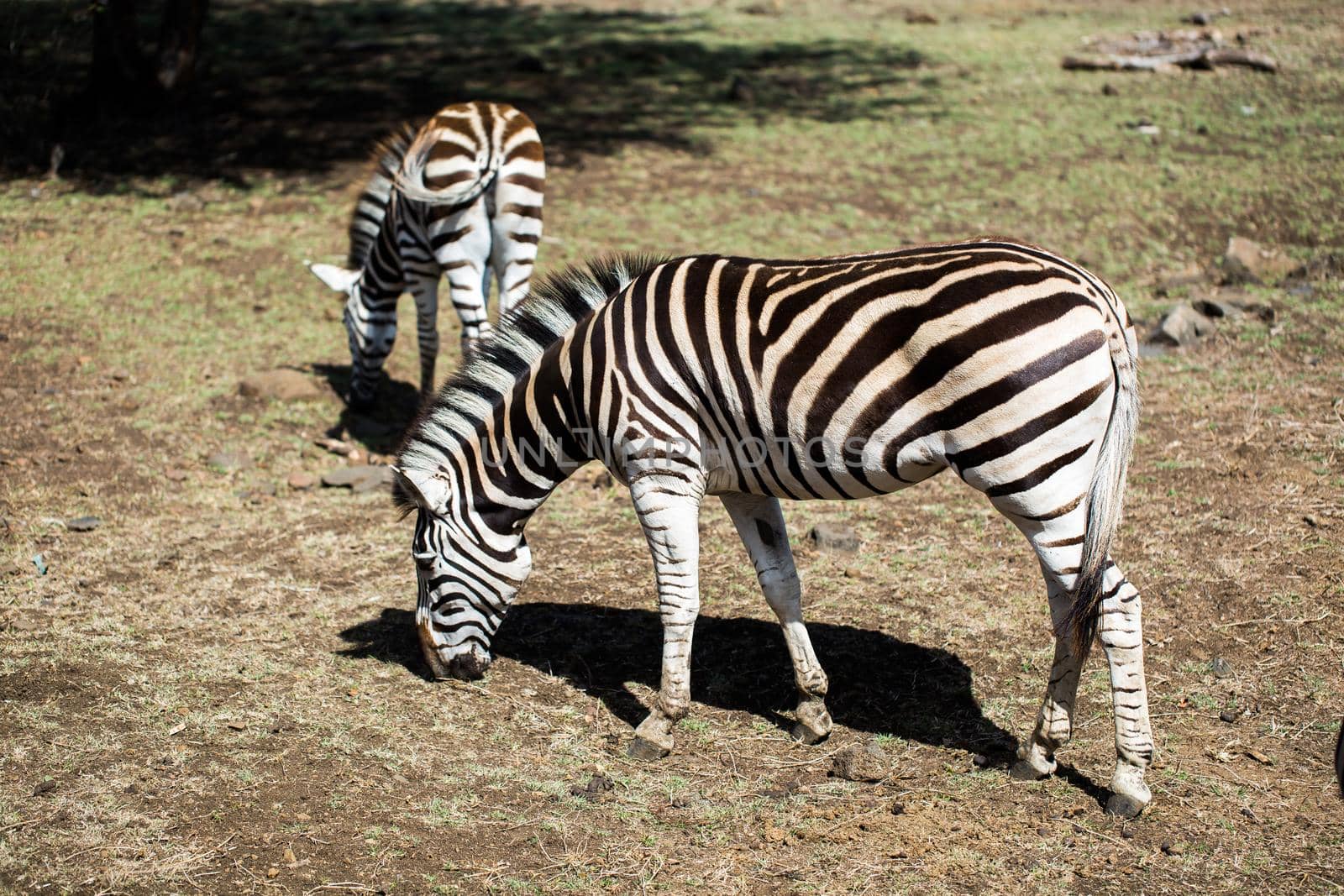 A herd of zebras in the wild. Mauritius.