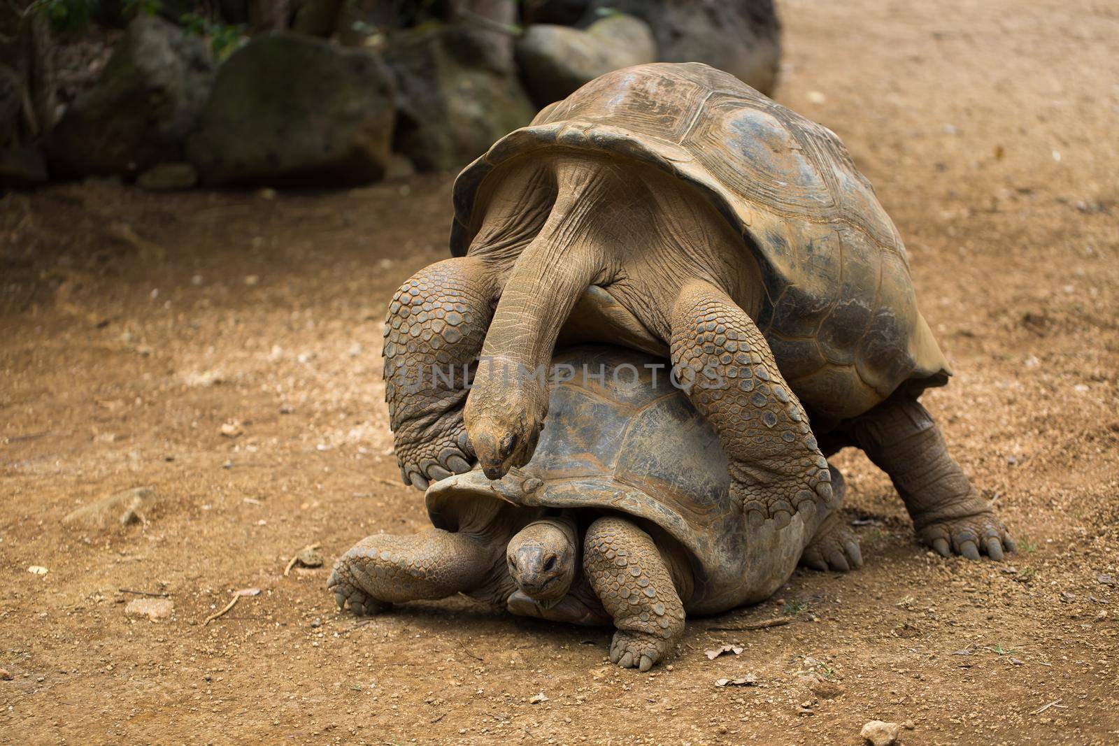 Huge Seychelles tortoises mating at the zoo by StudioPeace