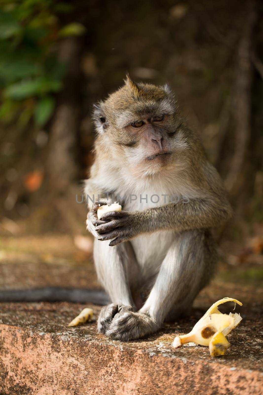 A monkey eats a banana in a natural environment park.