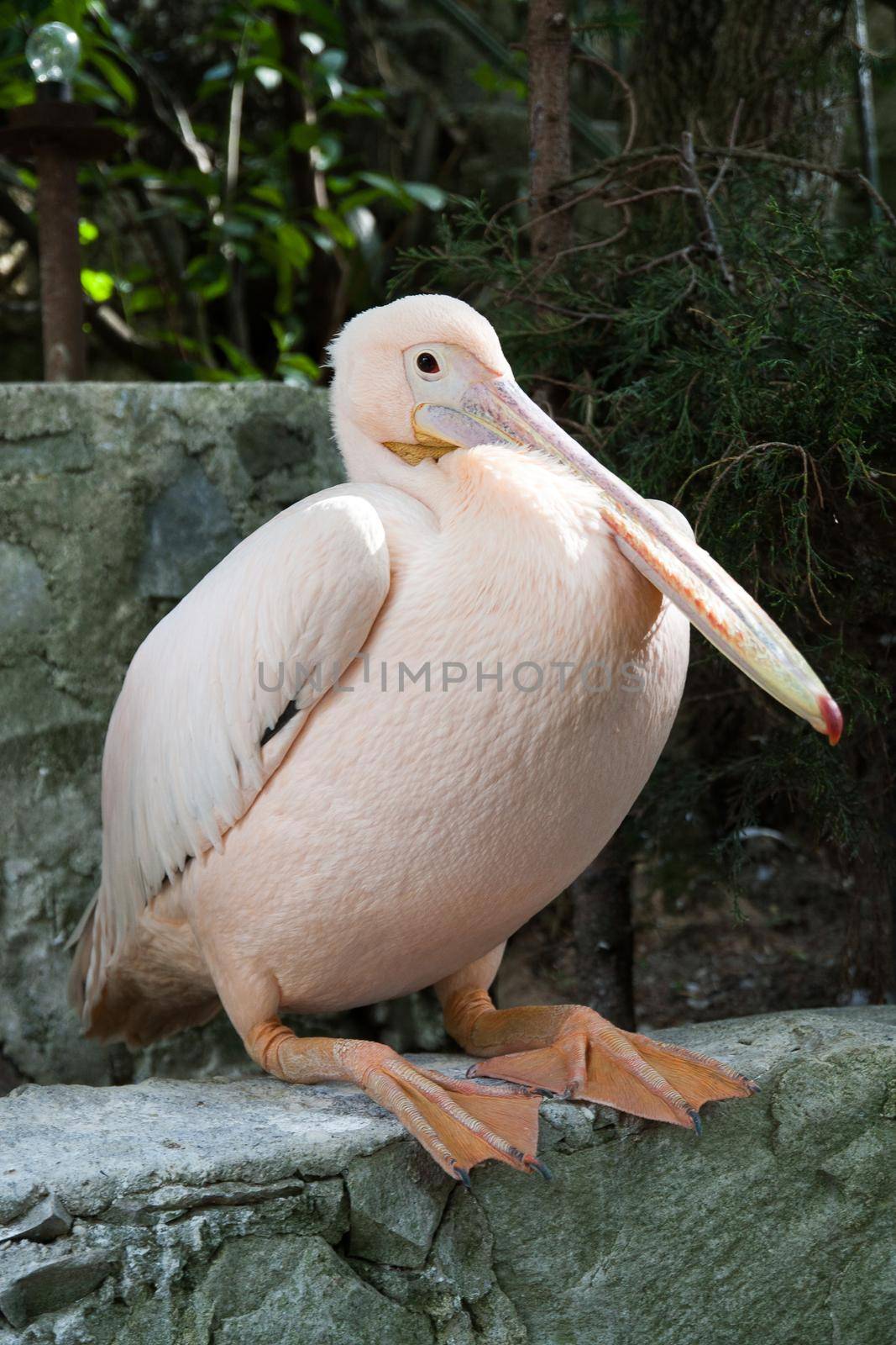 reat white pelican,Pelecanus onocrotalus also known as the eastern white pelican, rosy pelican or white pelican is a bird in the pelican family by StudioPeace