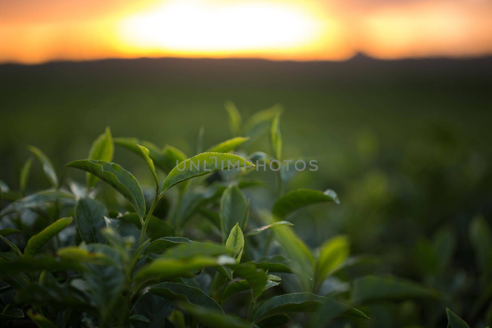 Green tea bud and fresh leaves. Tea plantations.