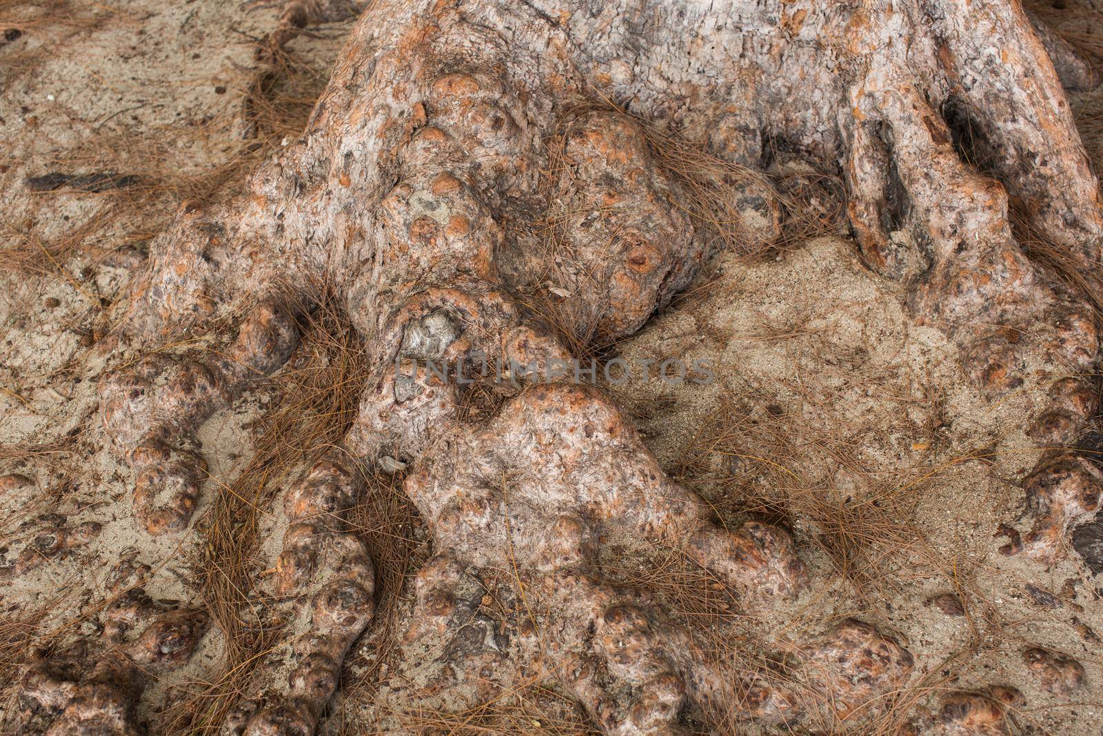 The texture of the tree root in close-up by StudioPeace