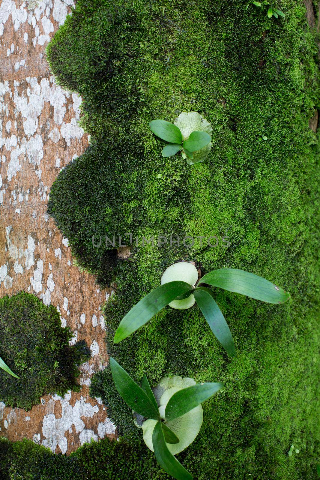 moss grows on an old palm tree background