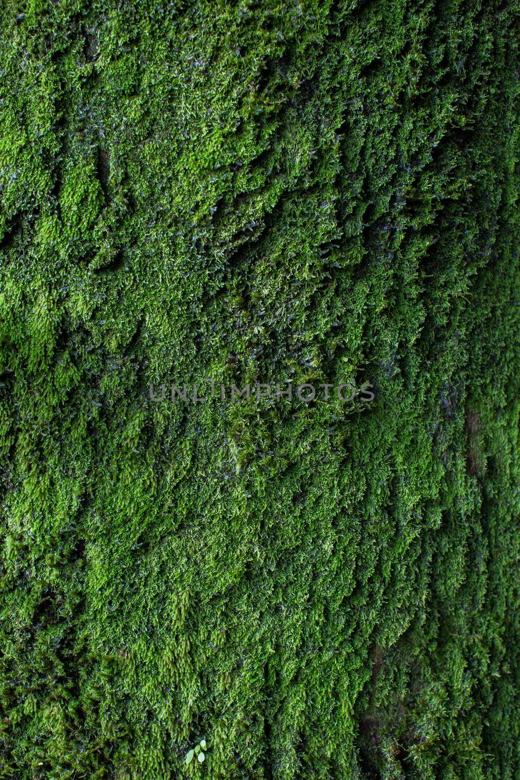 Moss texture. Moss background. Green moss on grunge texture, background. by StudioPeace