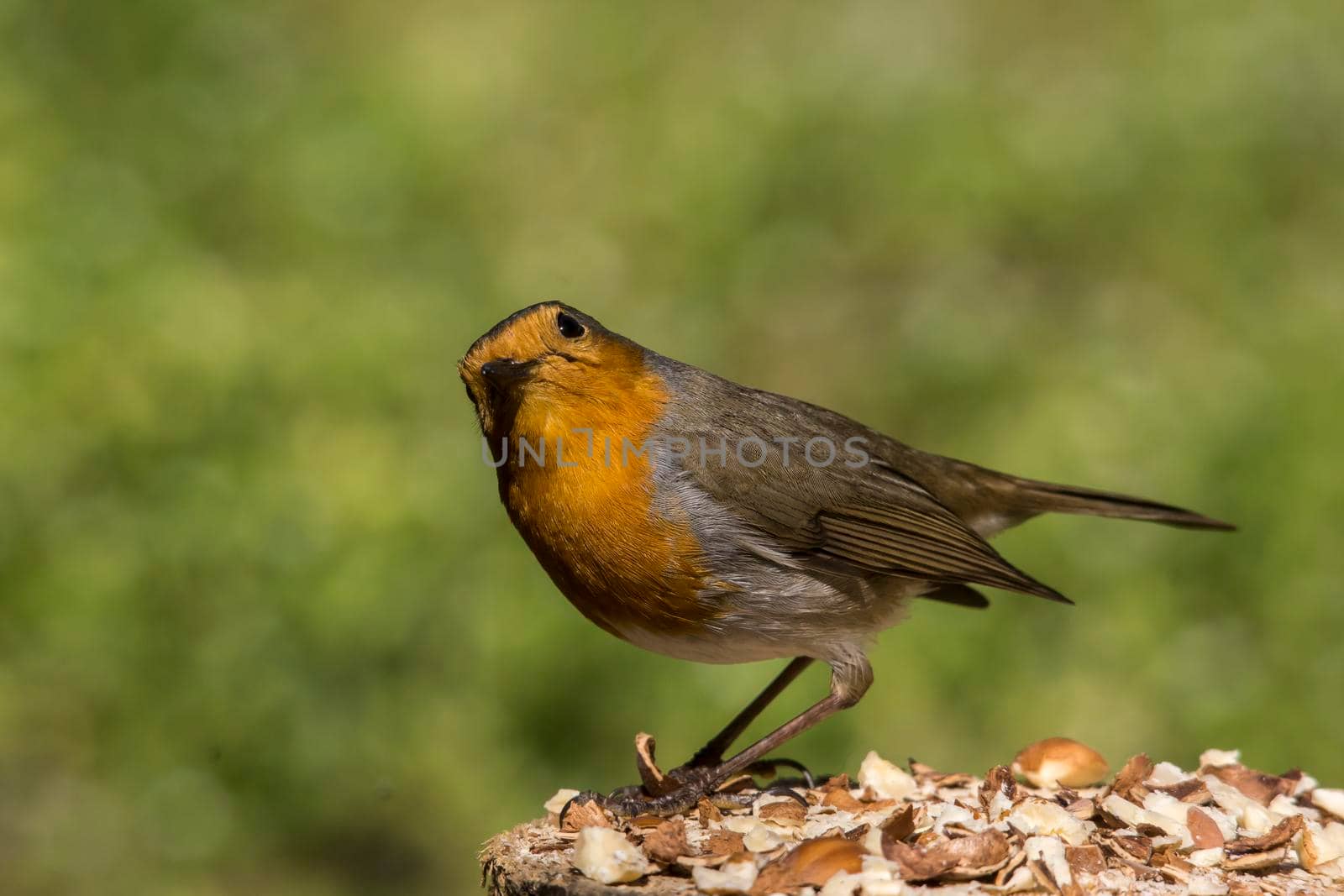 Robin (Erithacus rubecula) feeding birds in winter.  animal, snow