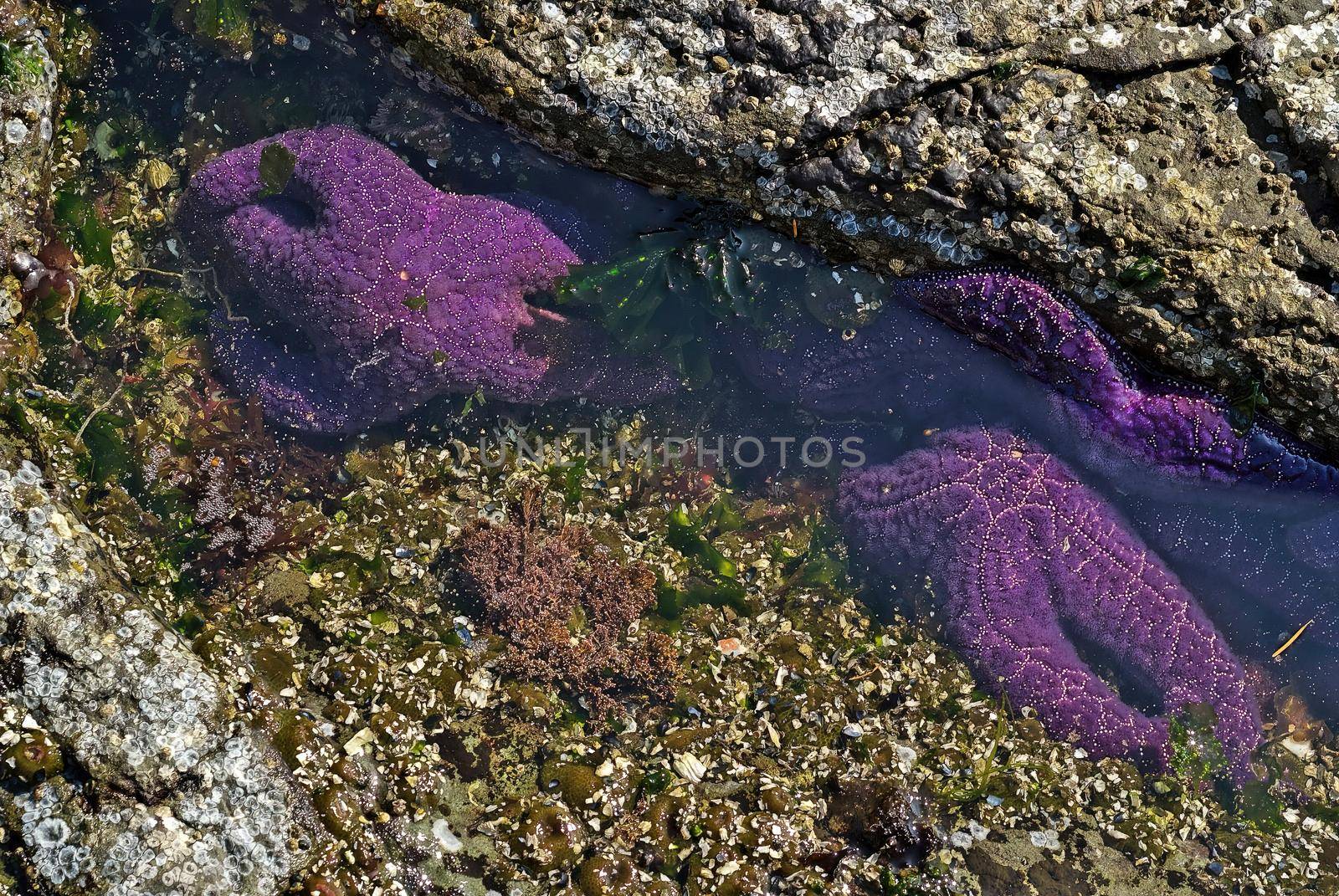 Purple Starfish or Sea Stars in a Tide Pool on Vancouver Island by markvandam