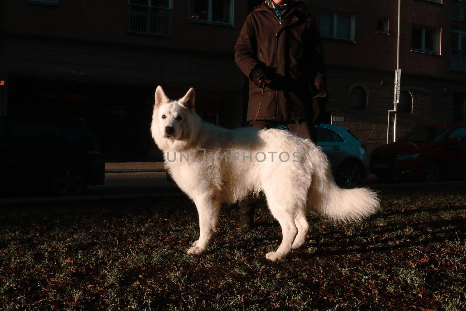 Elegant white husky dog walking the streets of the island of Kungsholmen, central Stockholm, Sweden. High quality photo.
