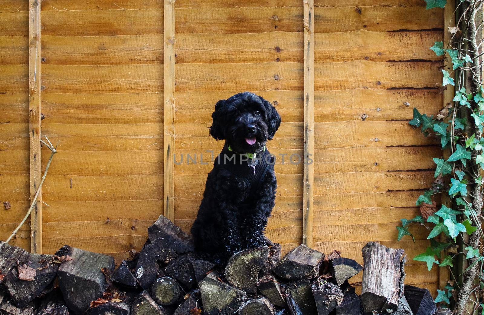 Small black cockapoo dog sitting upon a pile of wood logs in front of a garden fence, Hampshire, UK. High quality photo.
