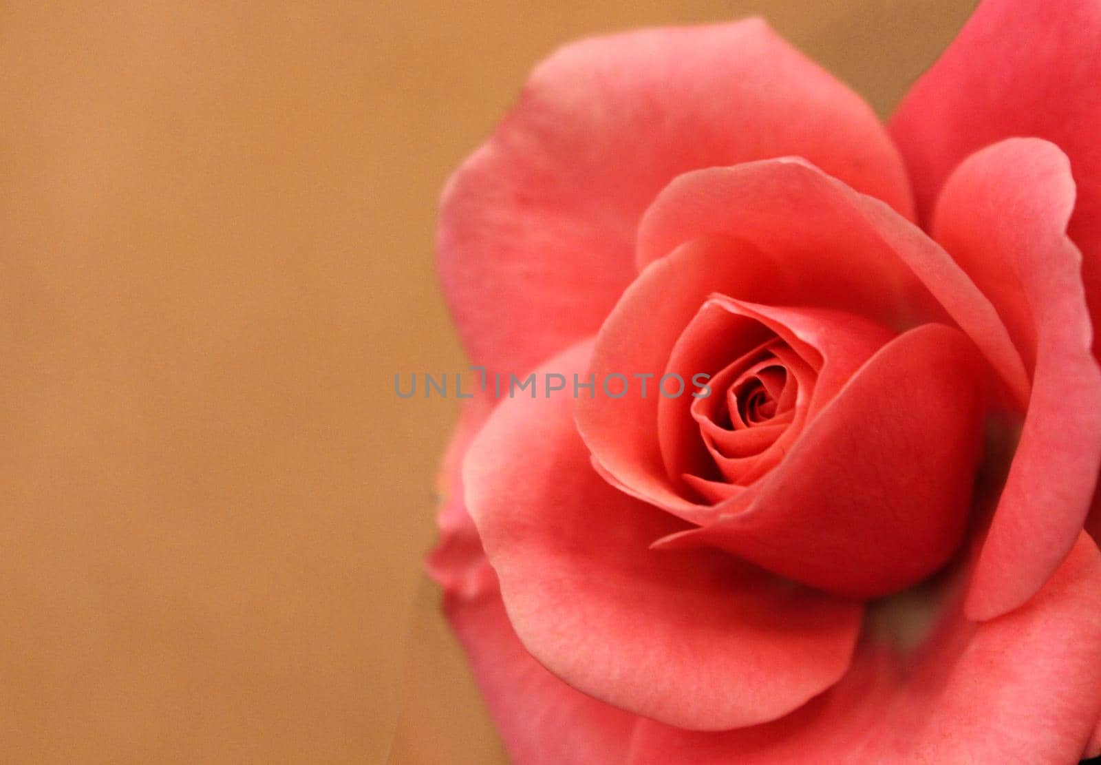 Beautiful pink rose flower with a blurred background, taken in a garden centre in Hampshire, UK. by olifrenchphoto