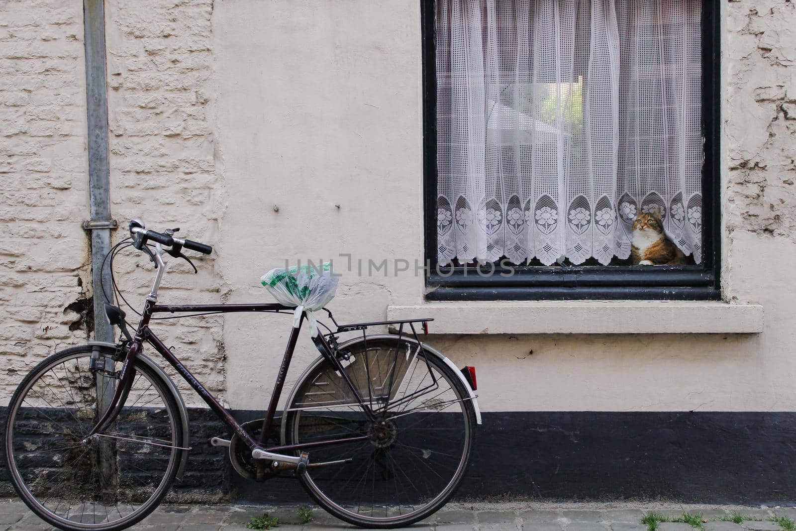 Pet cat sat upon a window, on a street with a bicycle in bruges, Belgium. High quality photo.