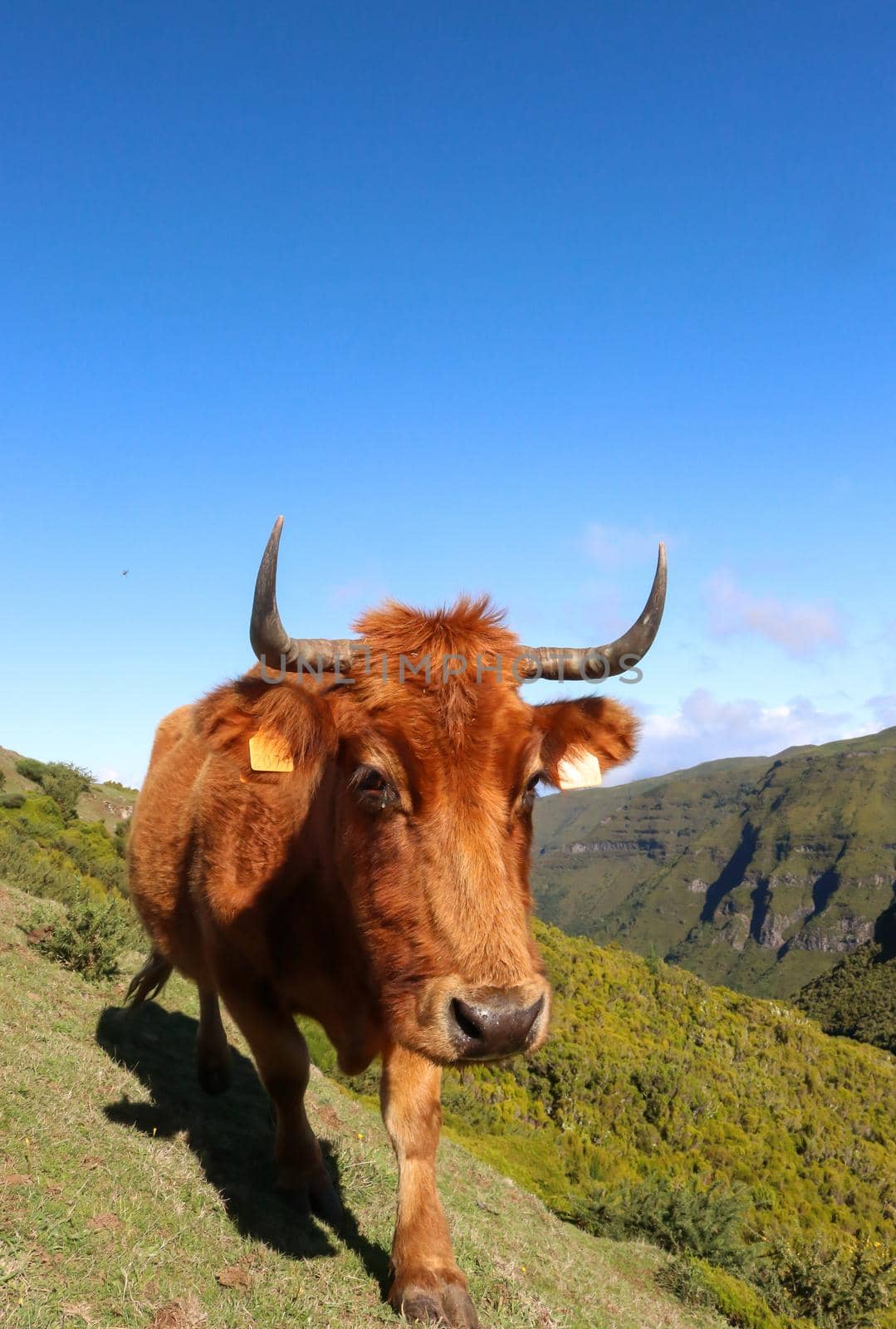 Golden brown cow walking along the edge of a mountain in Madeira, Portugal. by olifrenchphoto