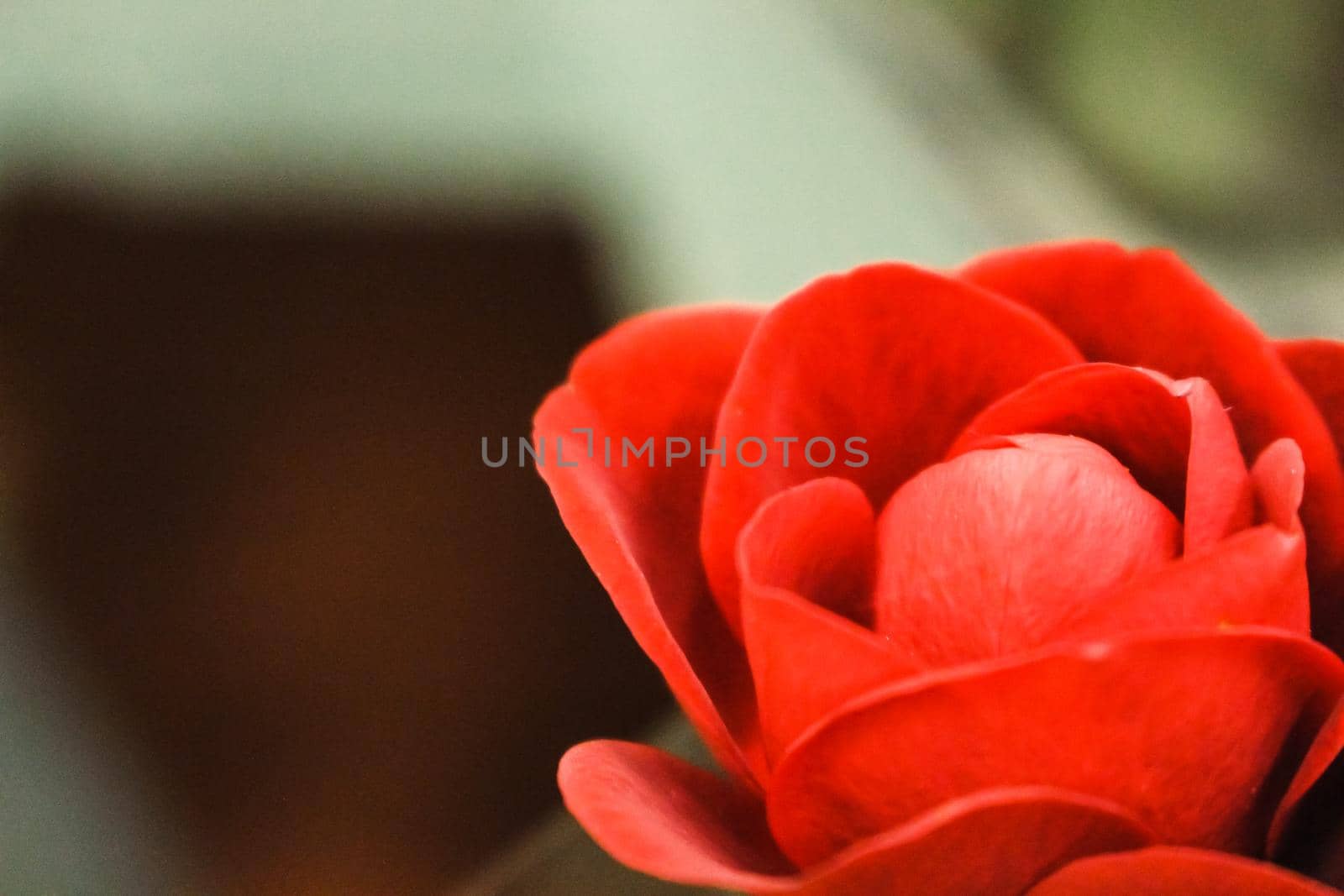Close up of a lone red tulip in a garden centre in Hampshire, UK. by olifrenchphoto