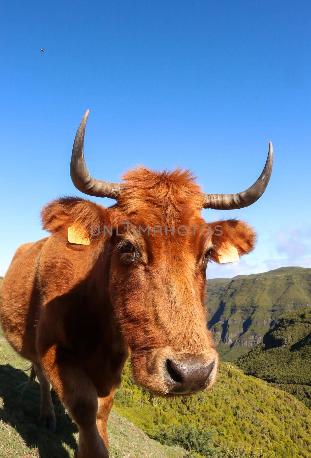Close up of a golden brown cow grazing in the levadas and mountains of Madeira, Portugal. High quality photo.