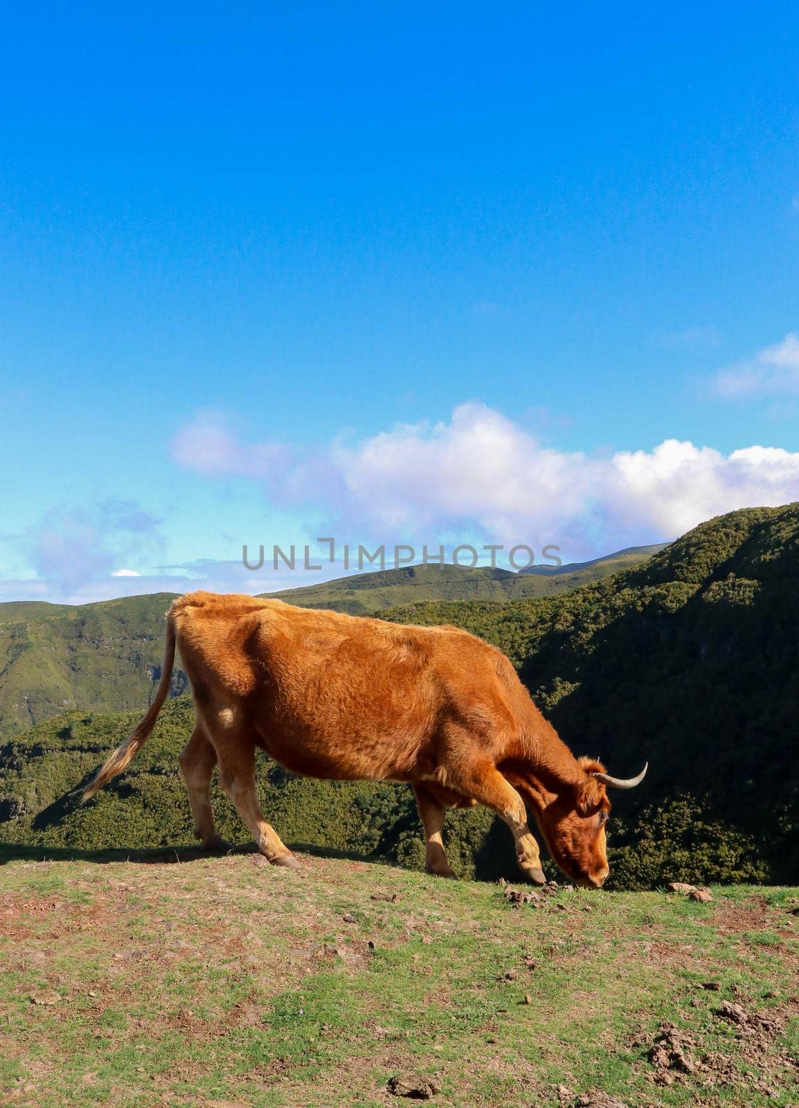 Brown cow grazing on the edge of a grassy green mountain, Madeira, Portugal. High quality photo.
