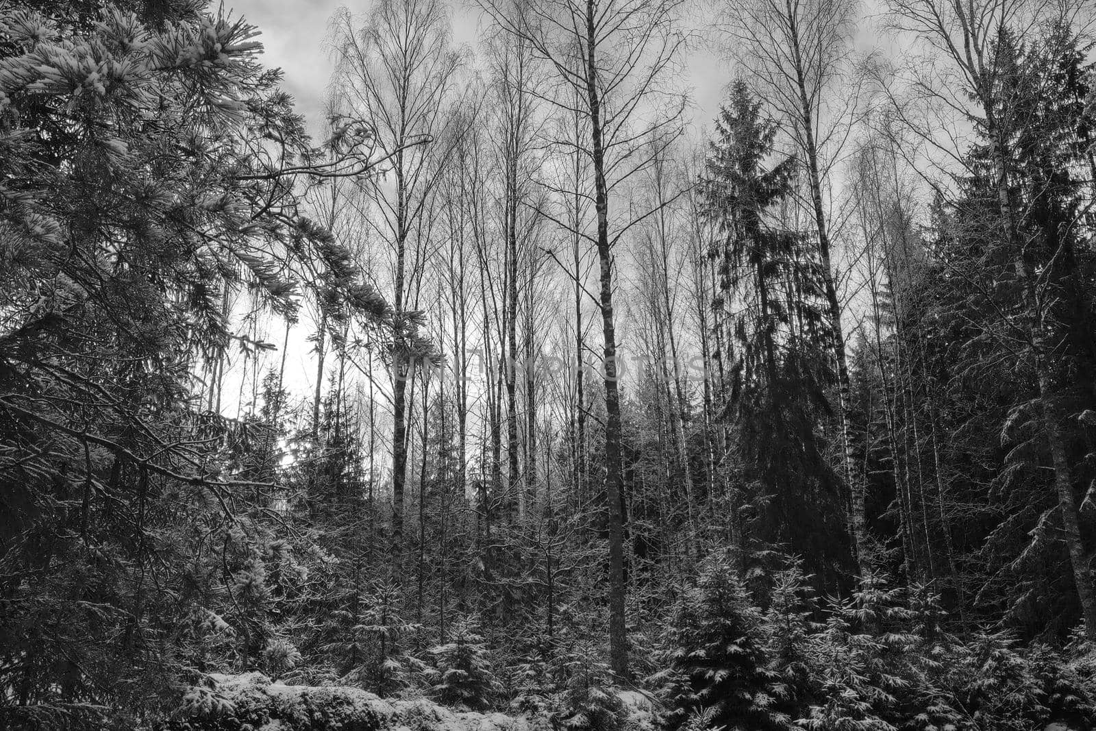 Winter pine forest. Black and white photo. by kip02kas