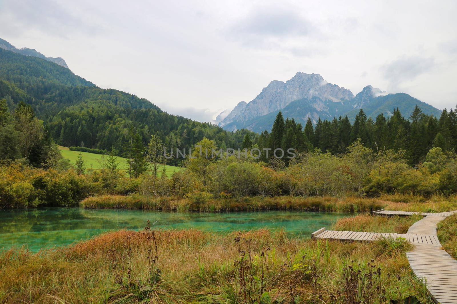 Zelenci nature reserve in autumn in Triglav national park. Kranjska Gora, Slovenia. by kip02kas