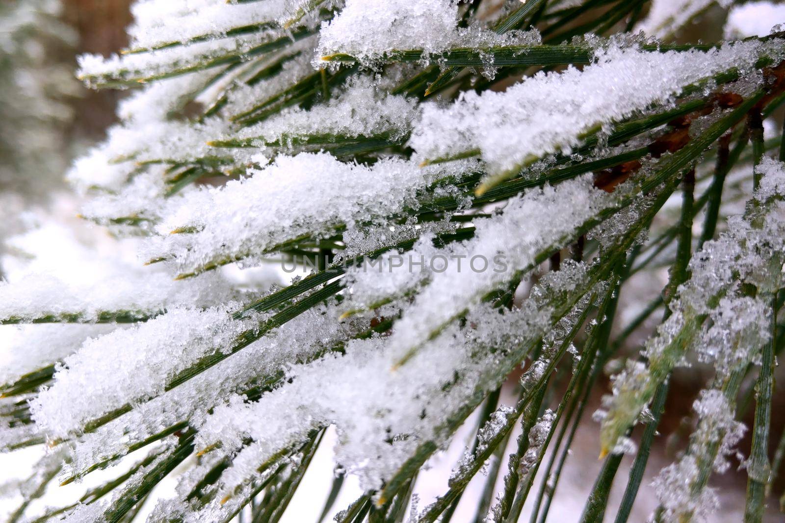 Beautiful view of fir branches in the snow. by kip02kas