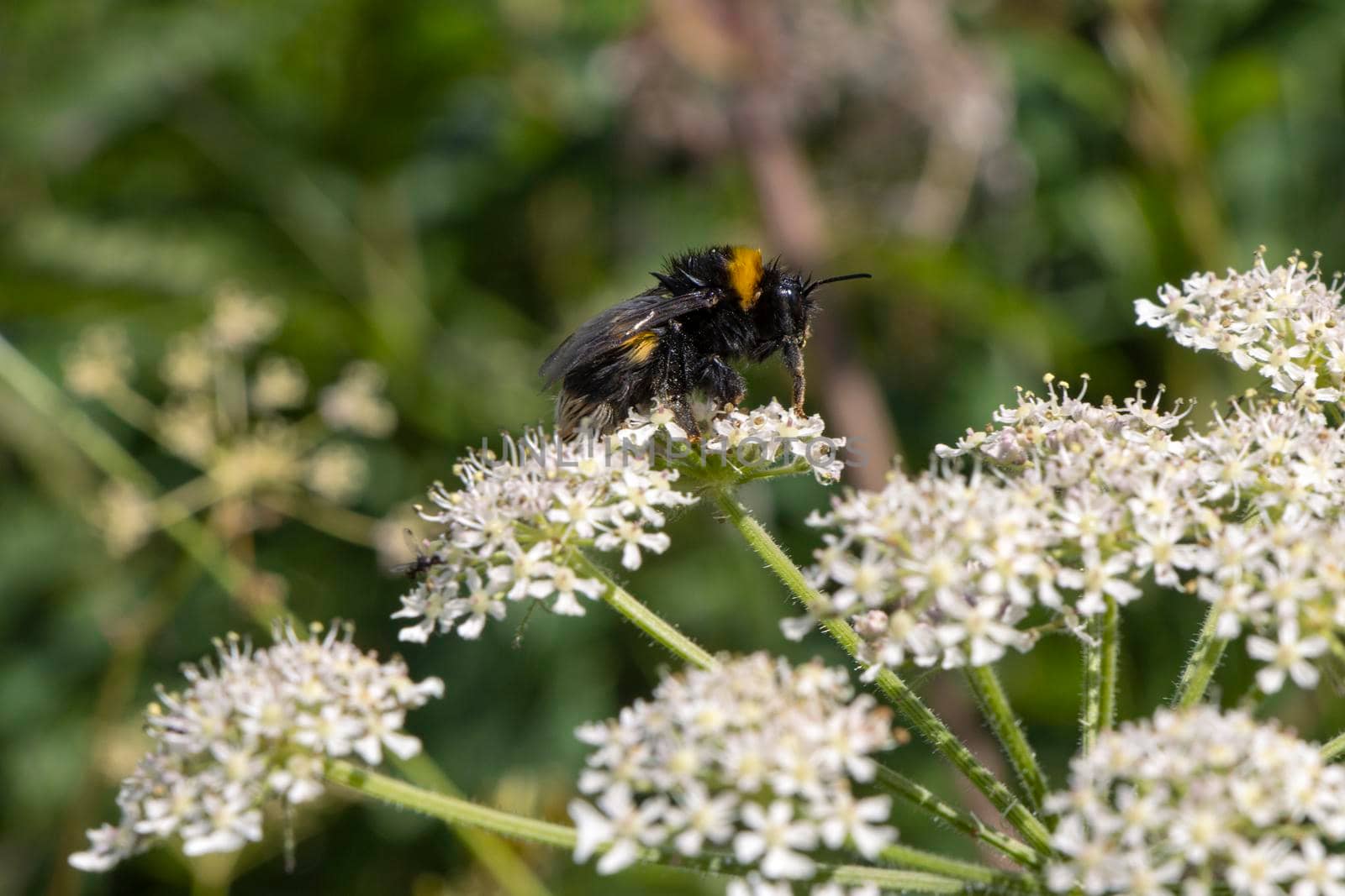 Macro photo of bombus locurum, fluffy yellow and black bee with wings, antennae visible, standing on white yarrow flowers. Shot on a summer's day in Norfolk, England, UK. Canon EOS 90D
