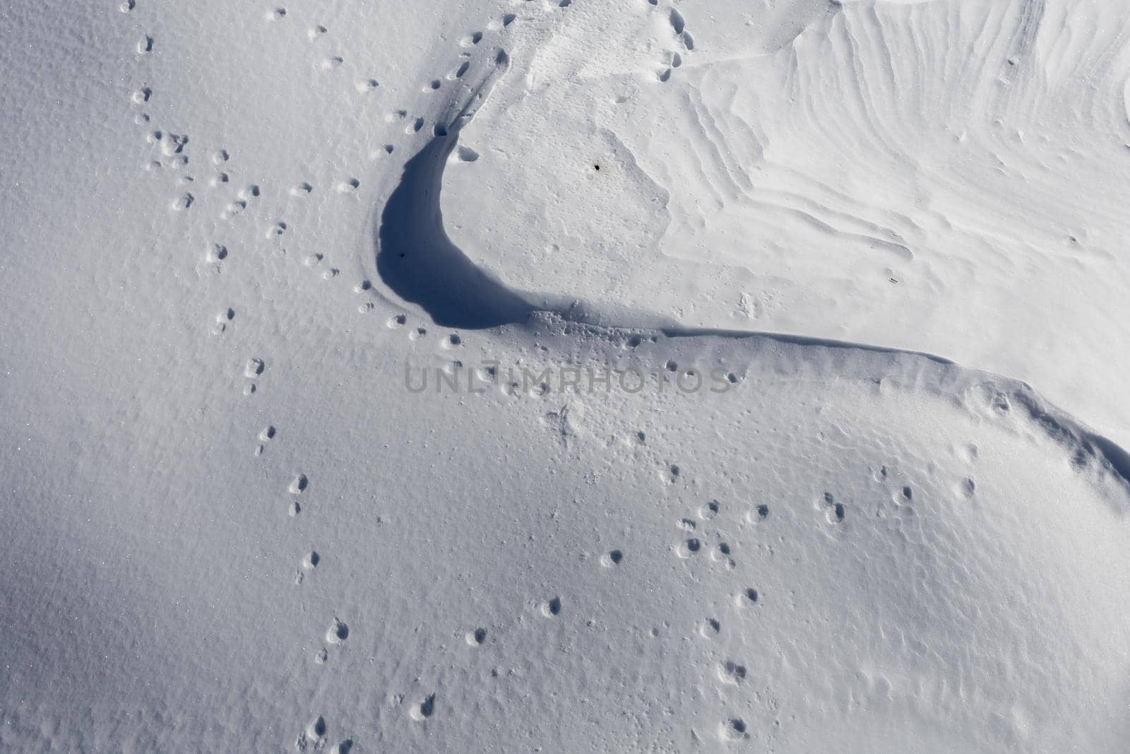 beautiful snow texture with shadows and footprints of wild animals by Chechotkin