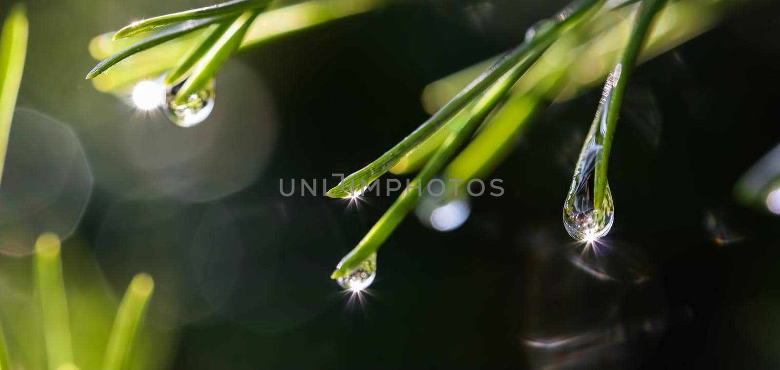 Drops of rain with sunbeams on the needles of the pine branch close up. Nature background