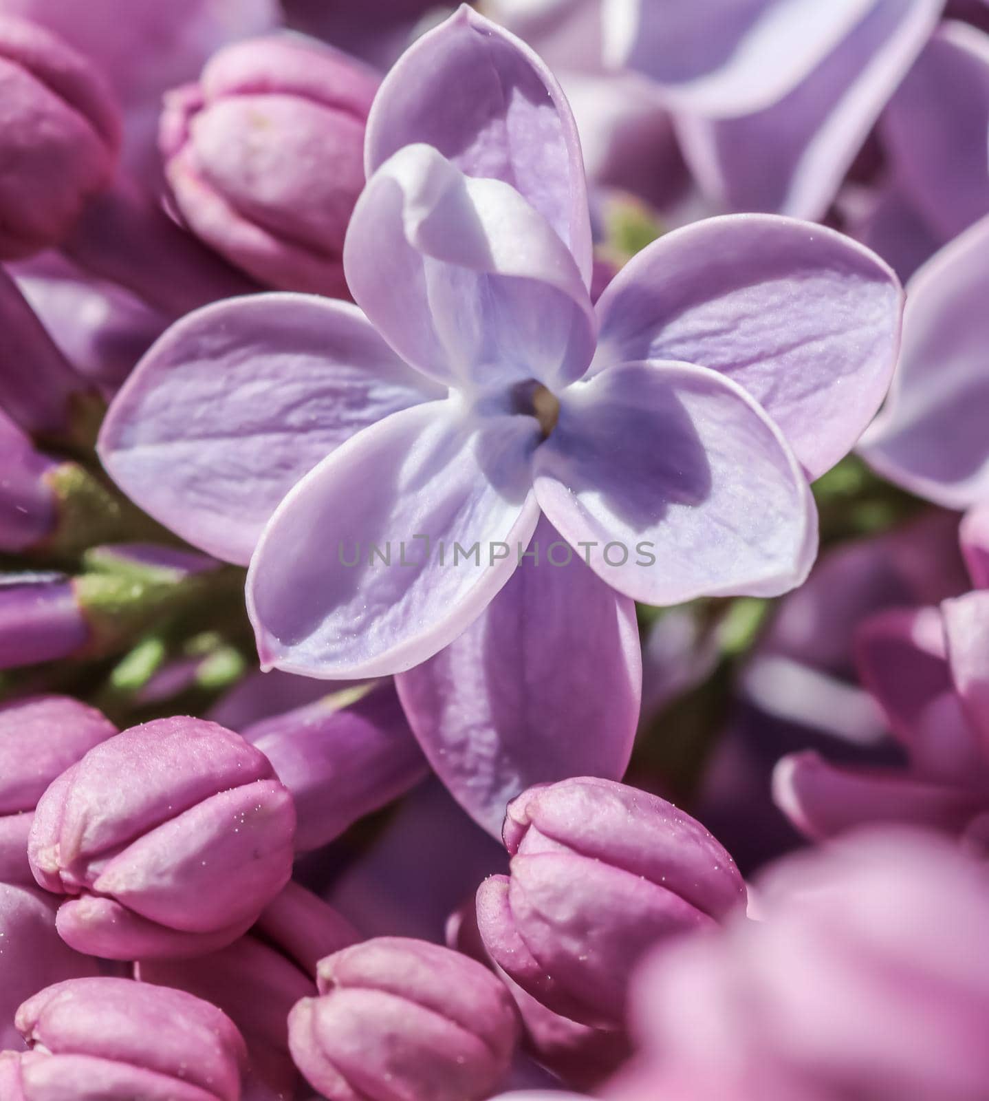 Abstract floral background, blooming branch, purple terry Lilac flower petals. Macro flowers backdrop for holiday brand design. Soft focus