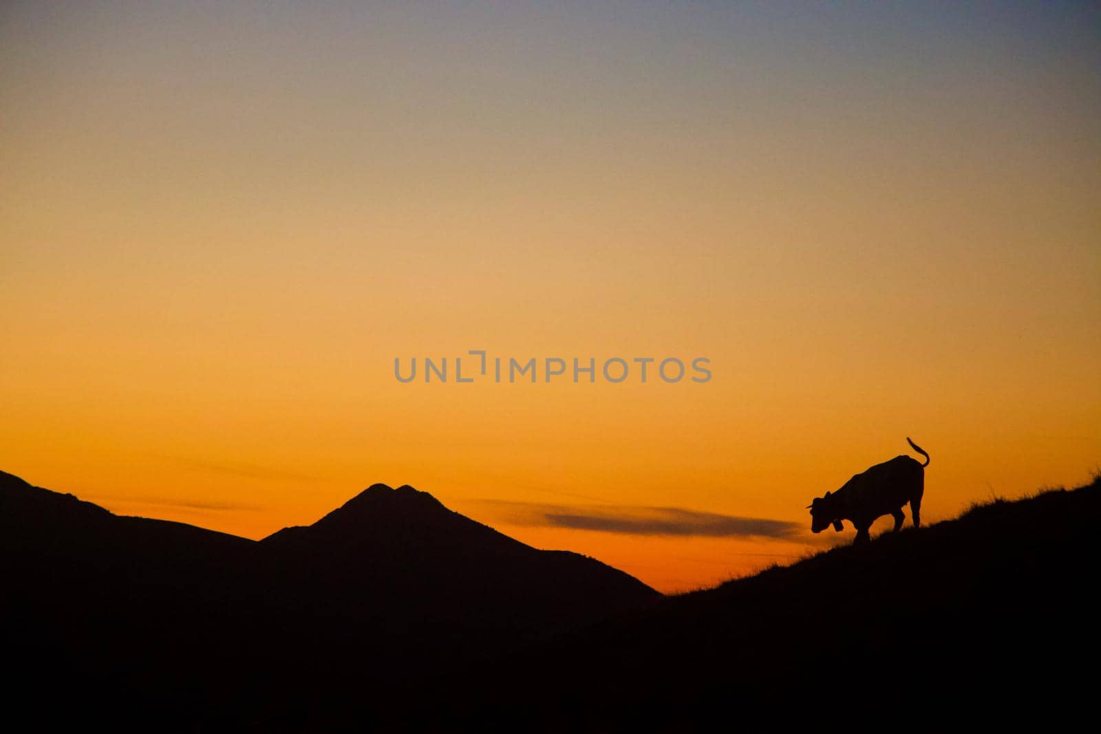 Mountain silhouette at orange sunset with cow, Pyrenees, France by StefanMal