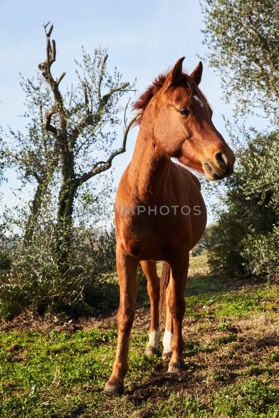 Beautiful brown stallion nibbling grass in a meadow at morning, looking into the camera, standing frontal, side, a common frame. High quality photo