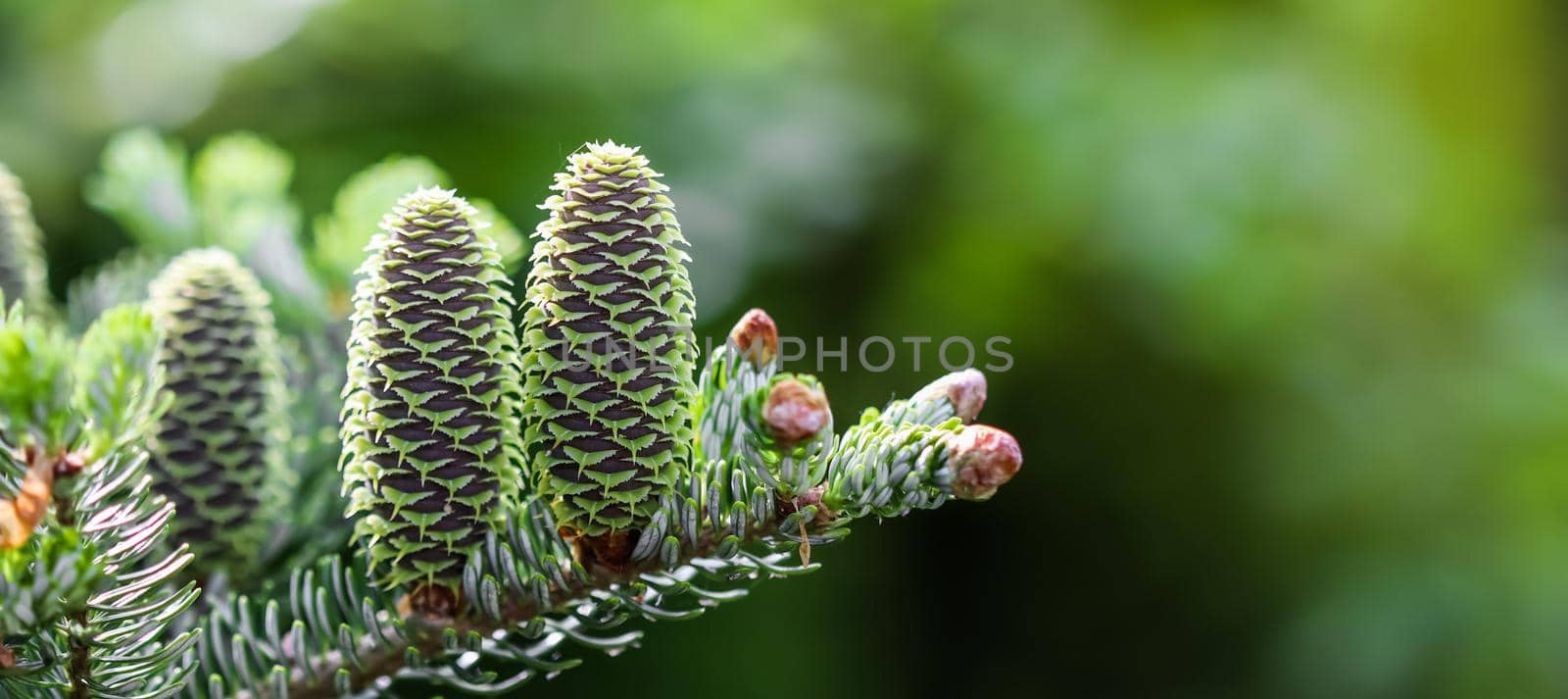 A branch of Korean fir with cones and raindrops on blurred background by Olayola