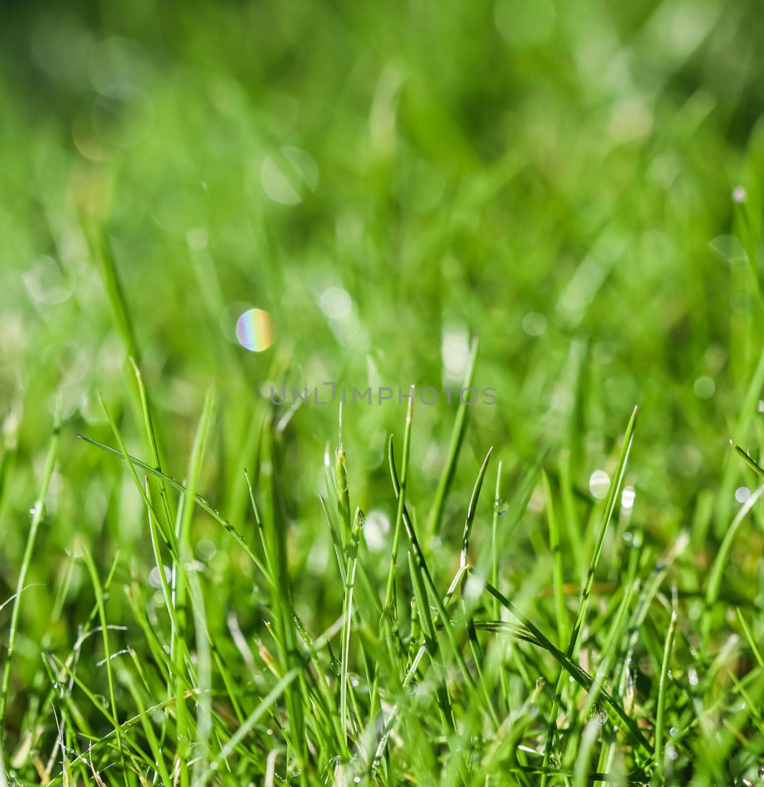 Texture, background, pattern of green grass with rain drops. Bokeh with light reflection. Natural backdrop