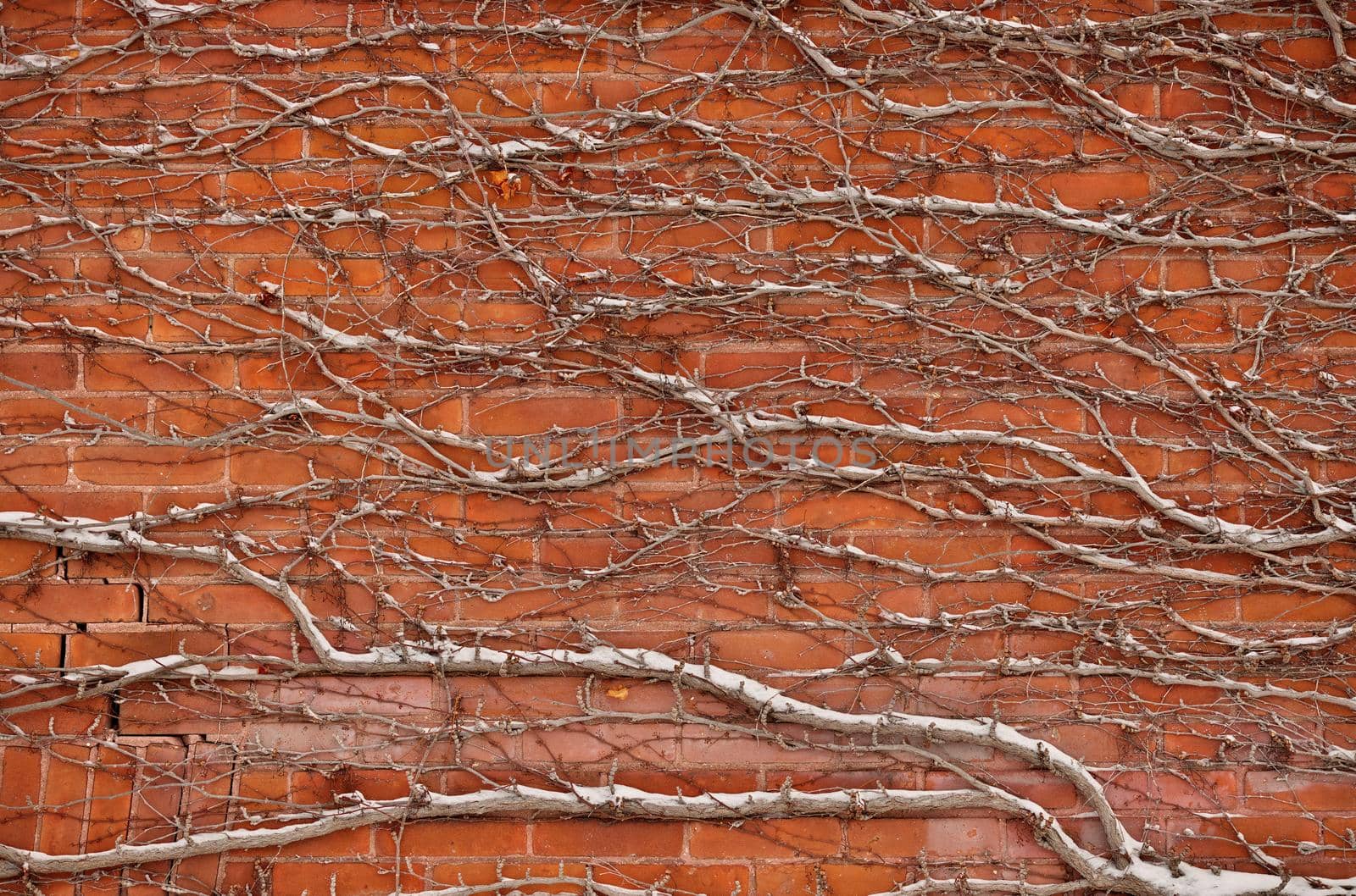 Red Brick Wall Covered in Snow Covered Vines Background Texture. High quality photo